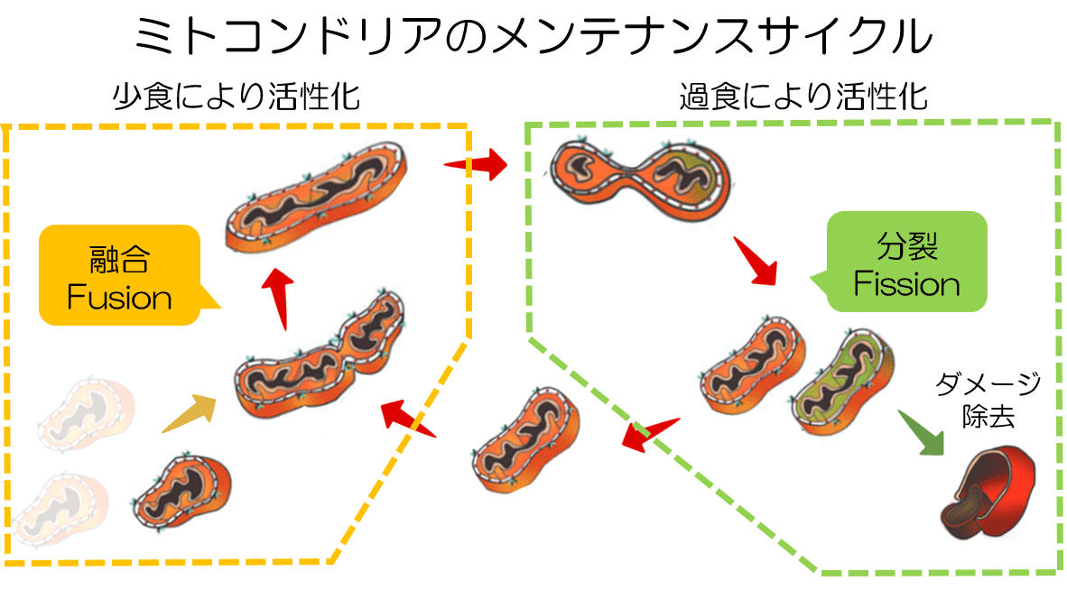 ミトコンドリアのダイナミズム -エピソード5-｜KAWASAKI