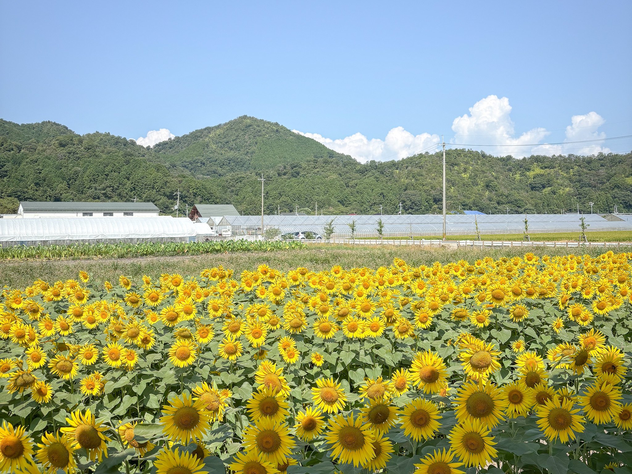 夏の琵琶湖があまりにも「夏」だった｜misaki｜散歩日和 3/1(日) ZINE