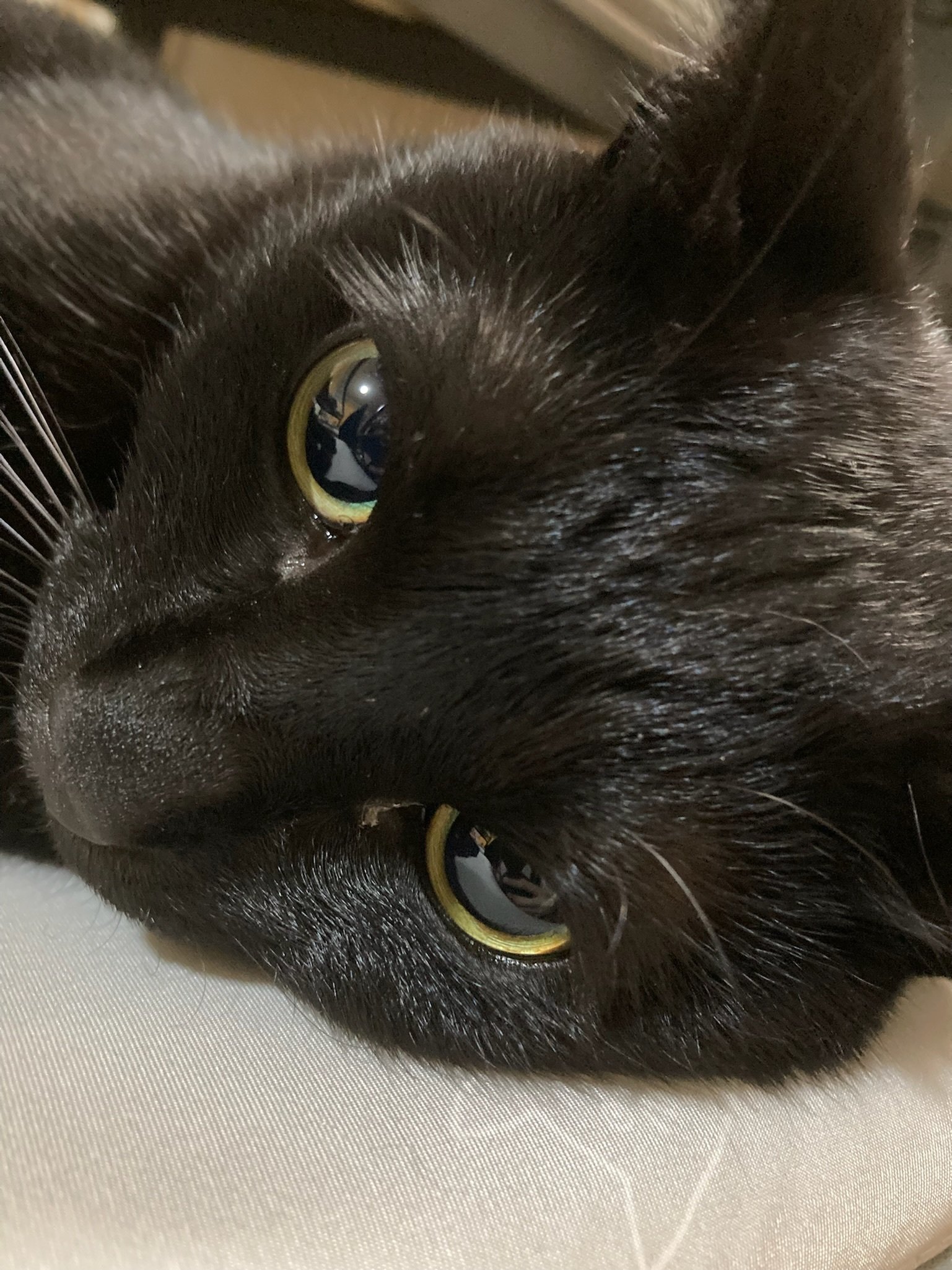 三毛猫~断捨離中~（感謝） 三毛猫~断捨離中~様 専用（感謝）