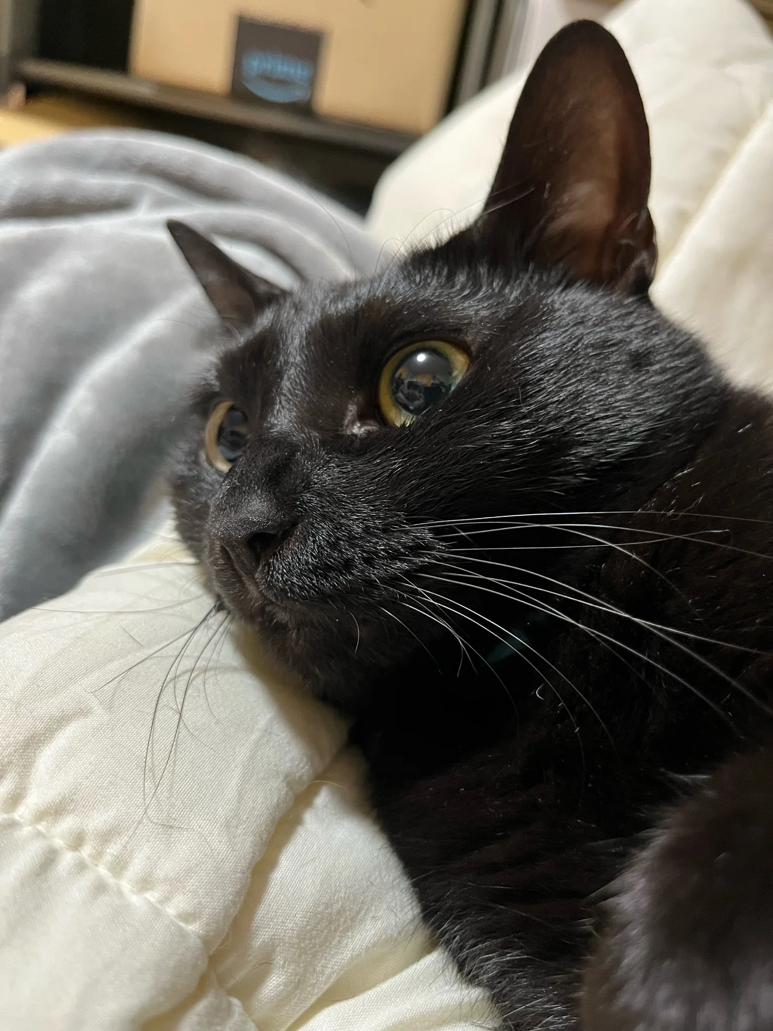 黒猫（感謝）の日？｜つなくろ