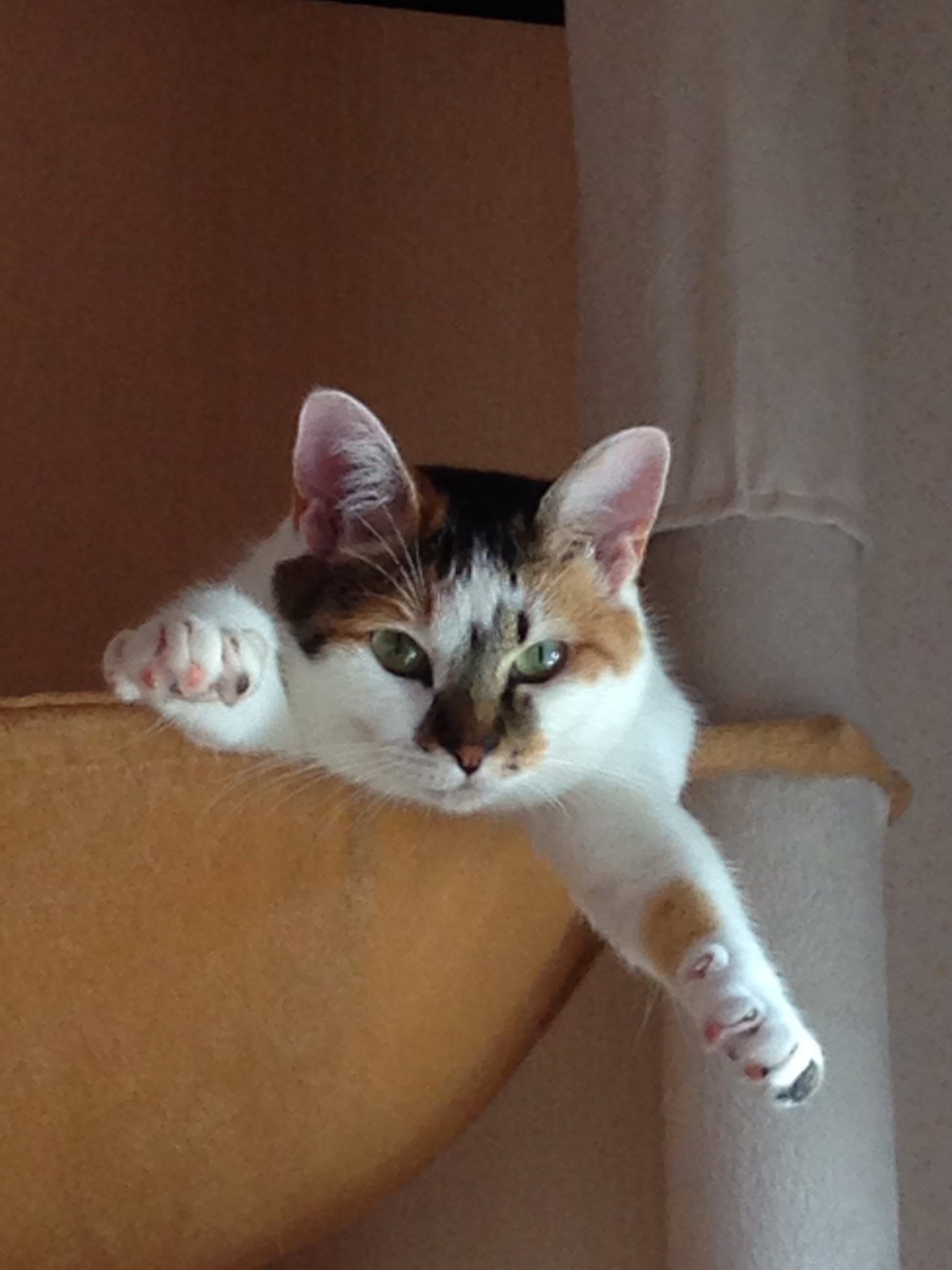 黒猫（感謝）の日？｜つなくろ