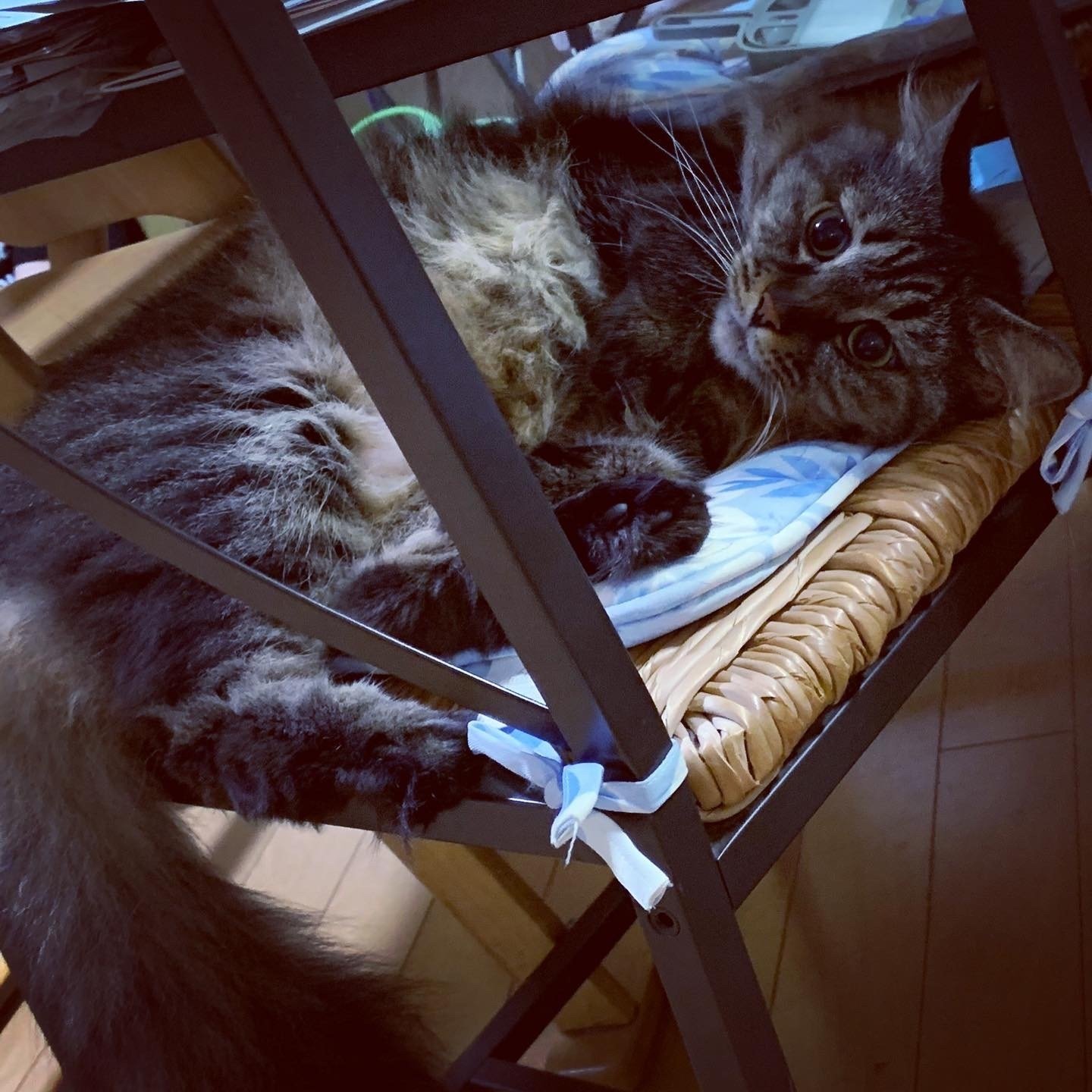 黒猫（感謝）の日？｜つなくろ