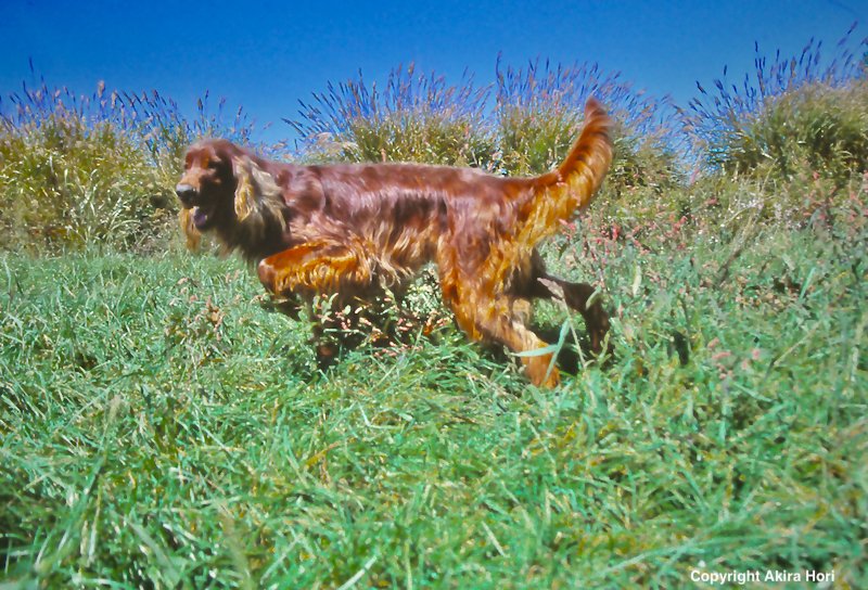 アイリッシュ・セター IRISH SETTER:近世以前 アイルランド|2本足の犬