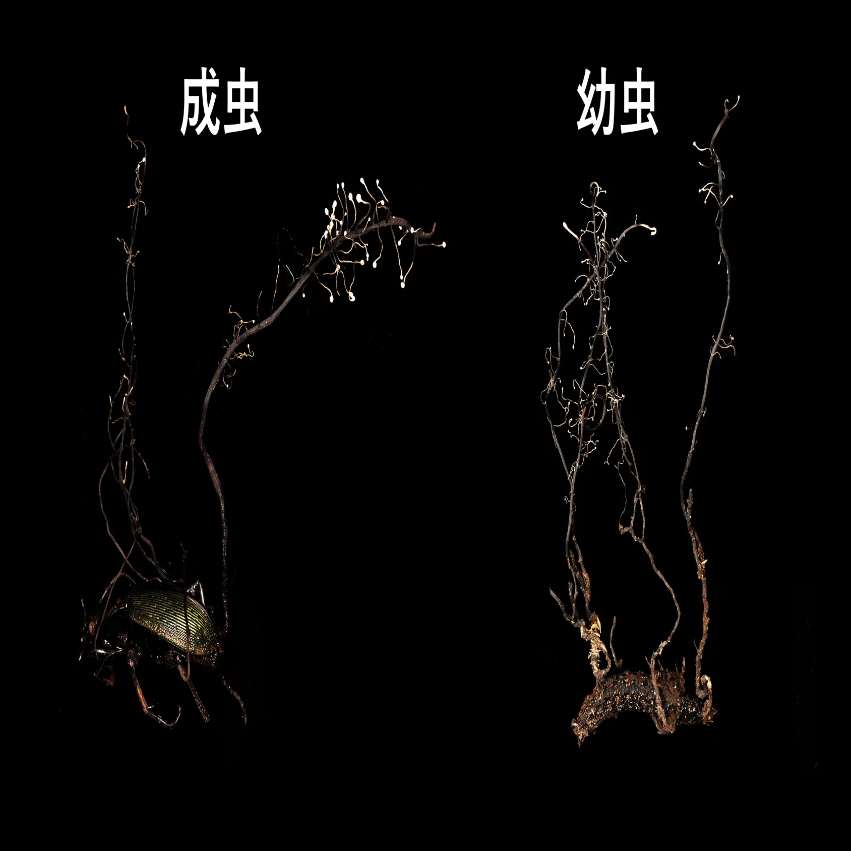 20 大学周辺で冬虫夏草を探してみた｜ブリコラ【帝京科学大学 東京西