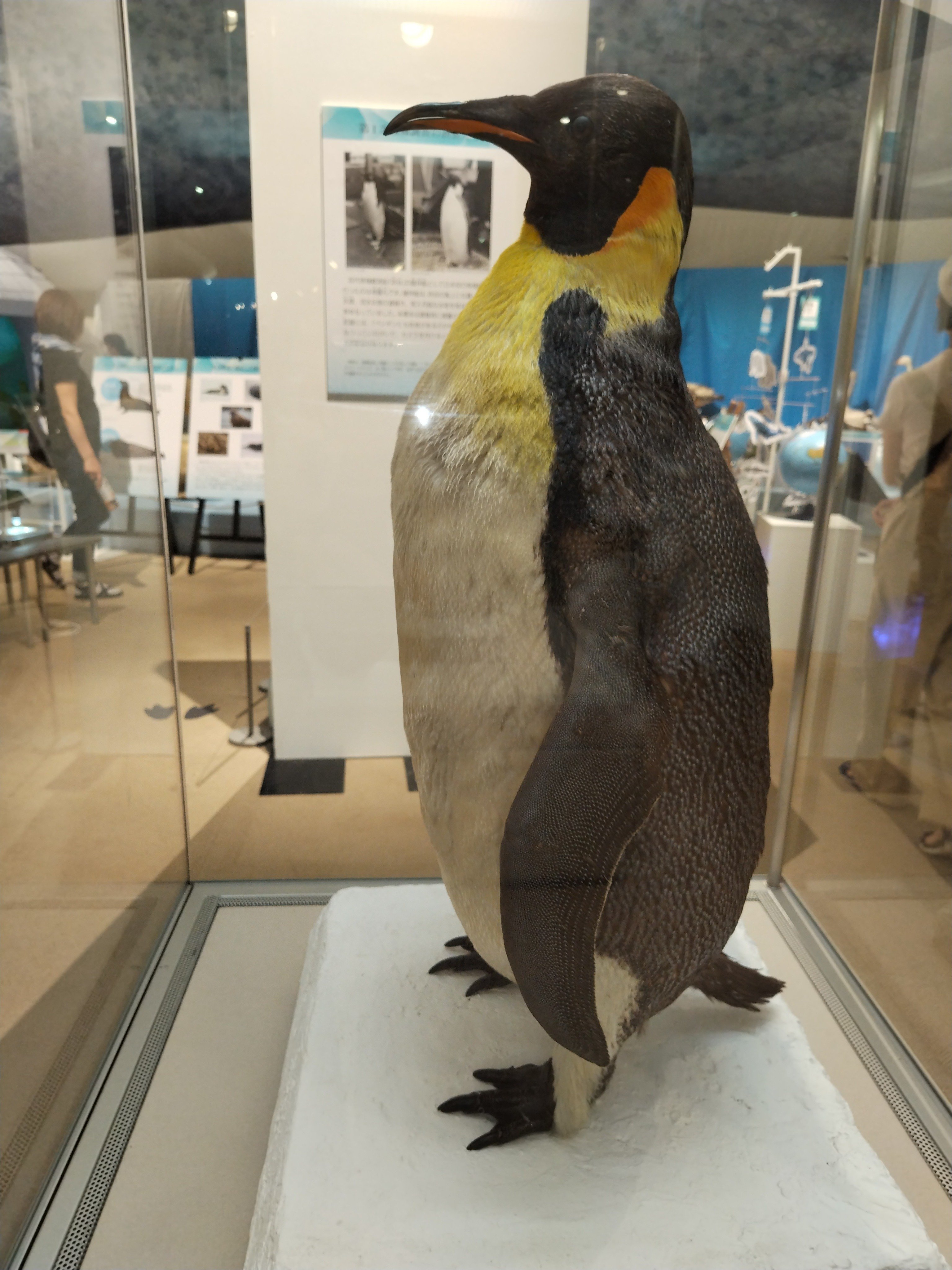 ペンギンを見に博物館へ｜ちる@鳥見の時間