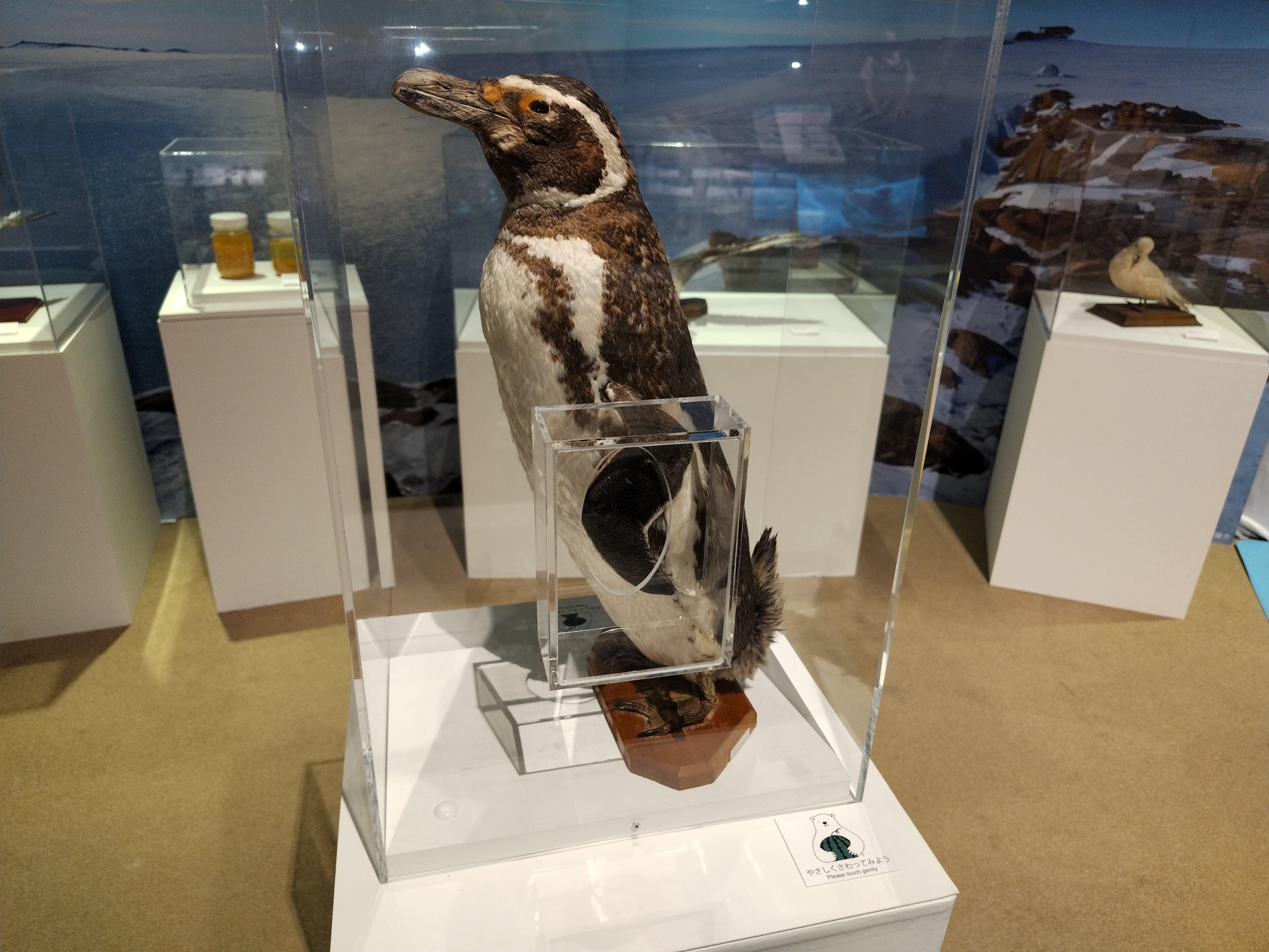 ペンギンを見に博物館へ｜ちる@鳥見の時間