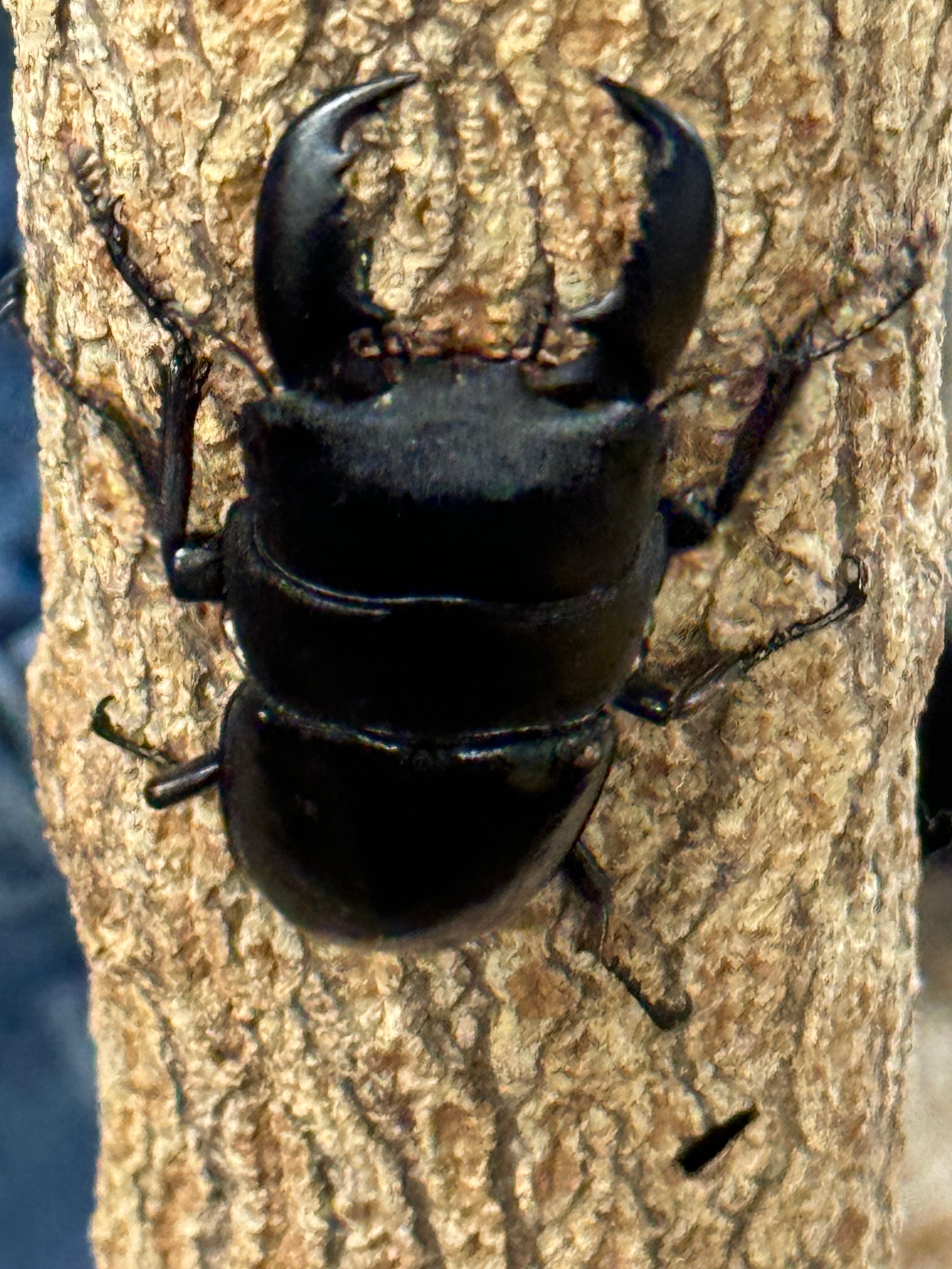 桃鈴ねね × 昆虫展 in ふれあいの森 缶バッチ コンプリートセット Amazon.co.jp: ホロ ライブ 桃鈴ねね 缶バッジ 昆虫展inふれあい