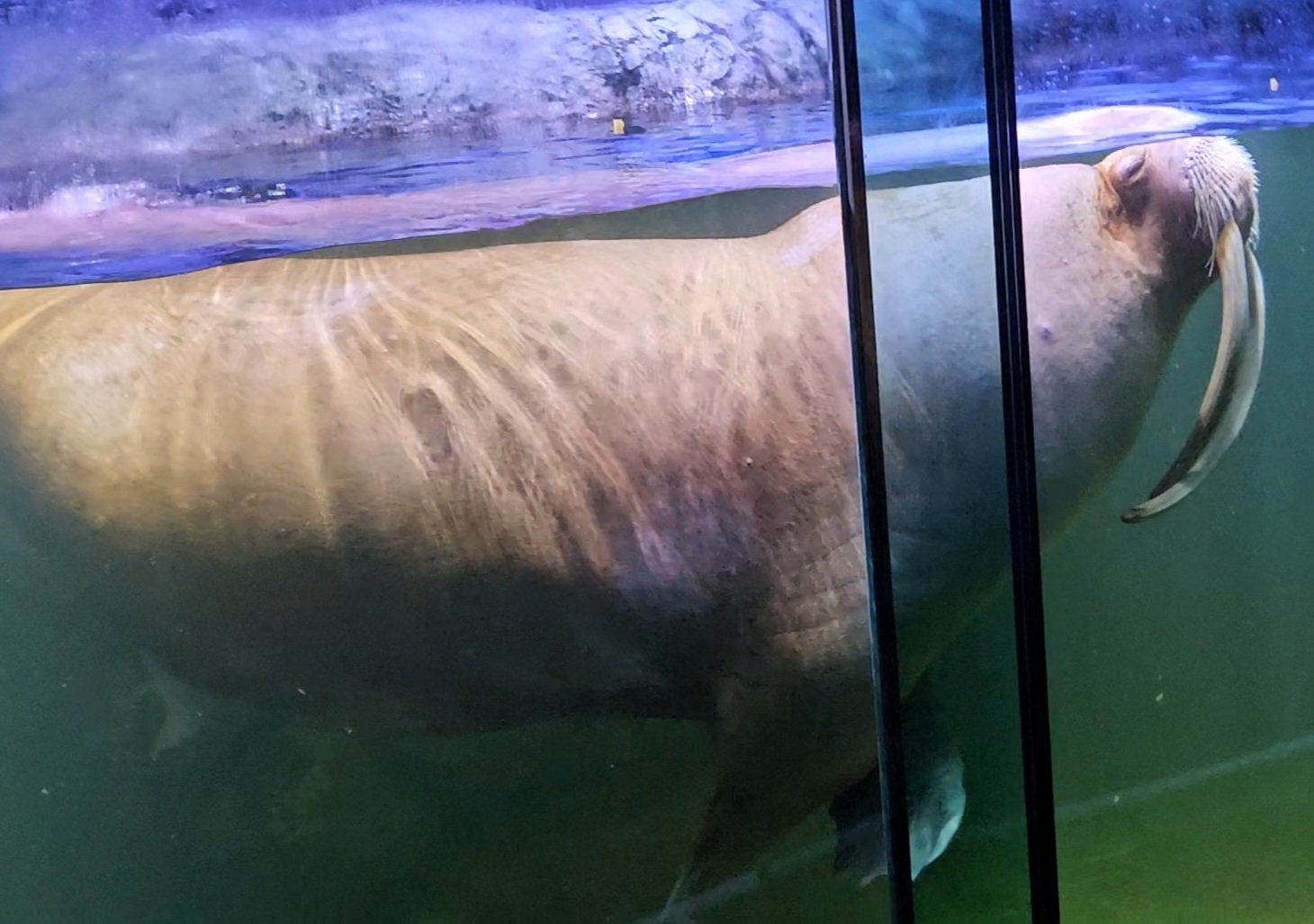 The Lost Universe 古代の巨大鰭脚類④巨大セイウチ｜美原さつき