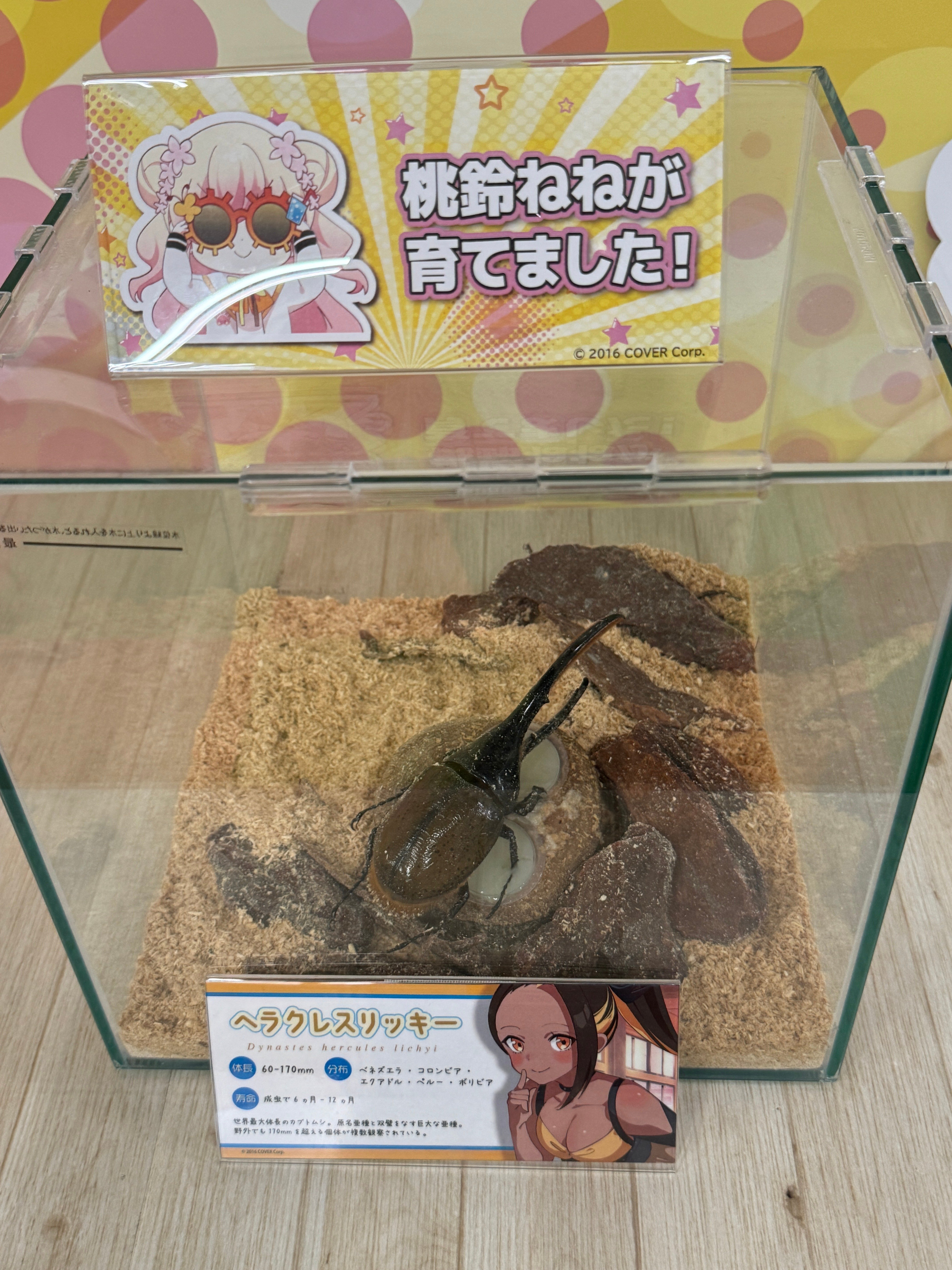 カブト・クワガタ ふれあいの森 in お台場 2024」『ねねちの