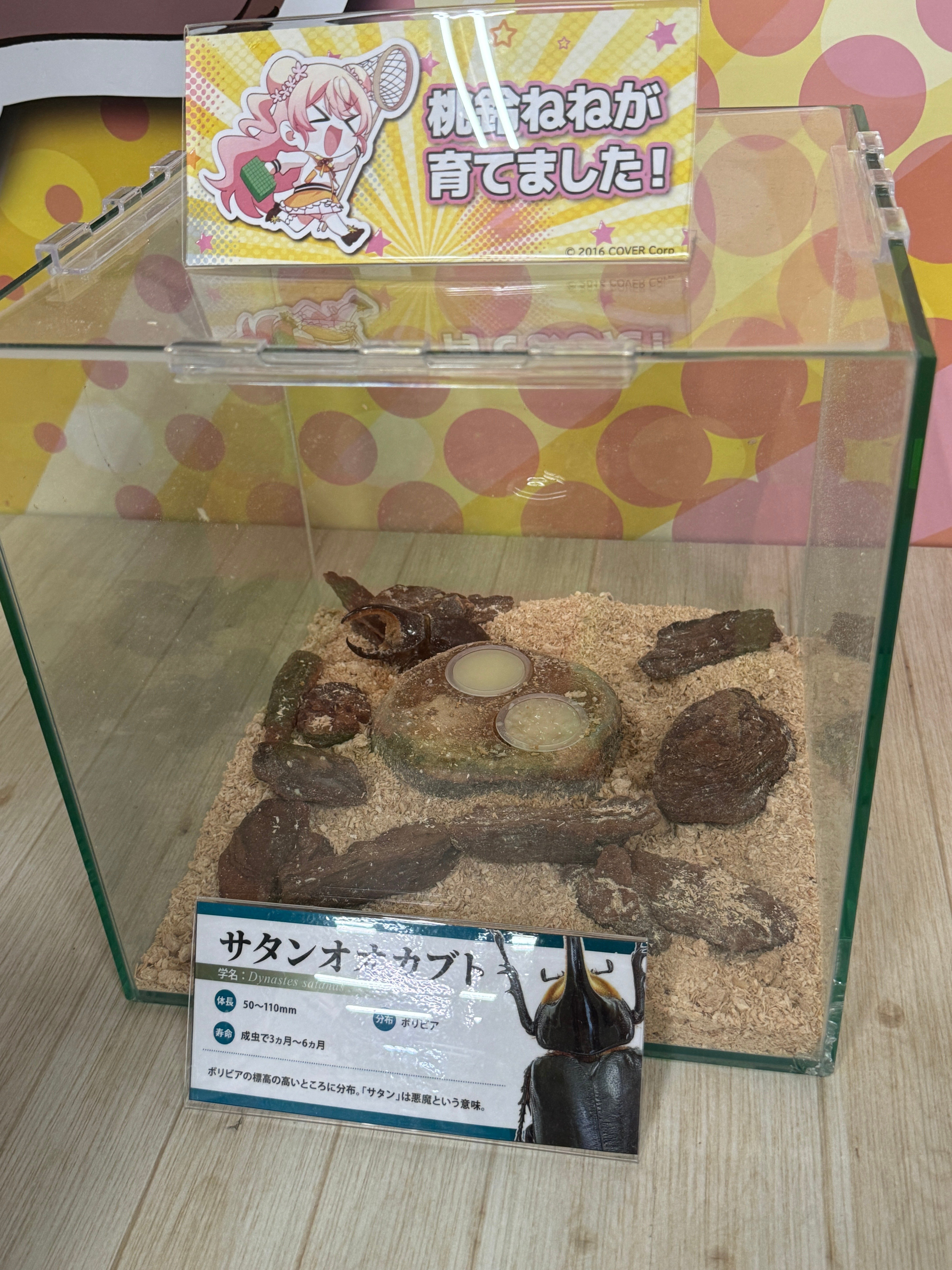 桃鈴ねね × 昆虫展 in ふれあいの森 缶バッチ コンプリートセット 2025年最新】桃鈴ねね 缶バッジの人気アイテム - メルカリ