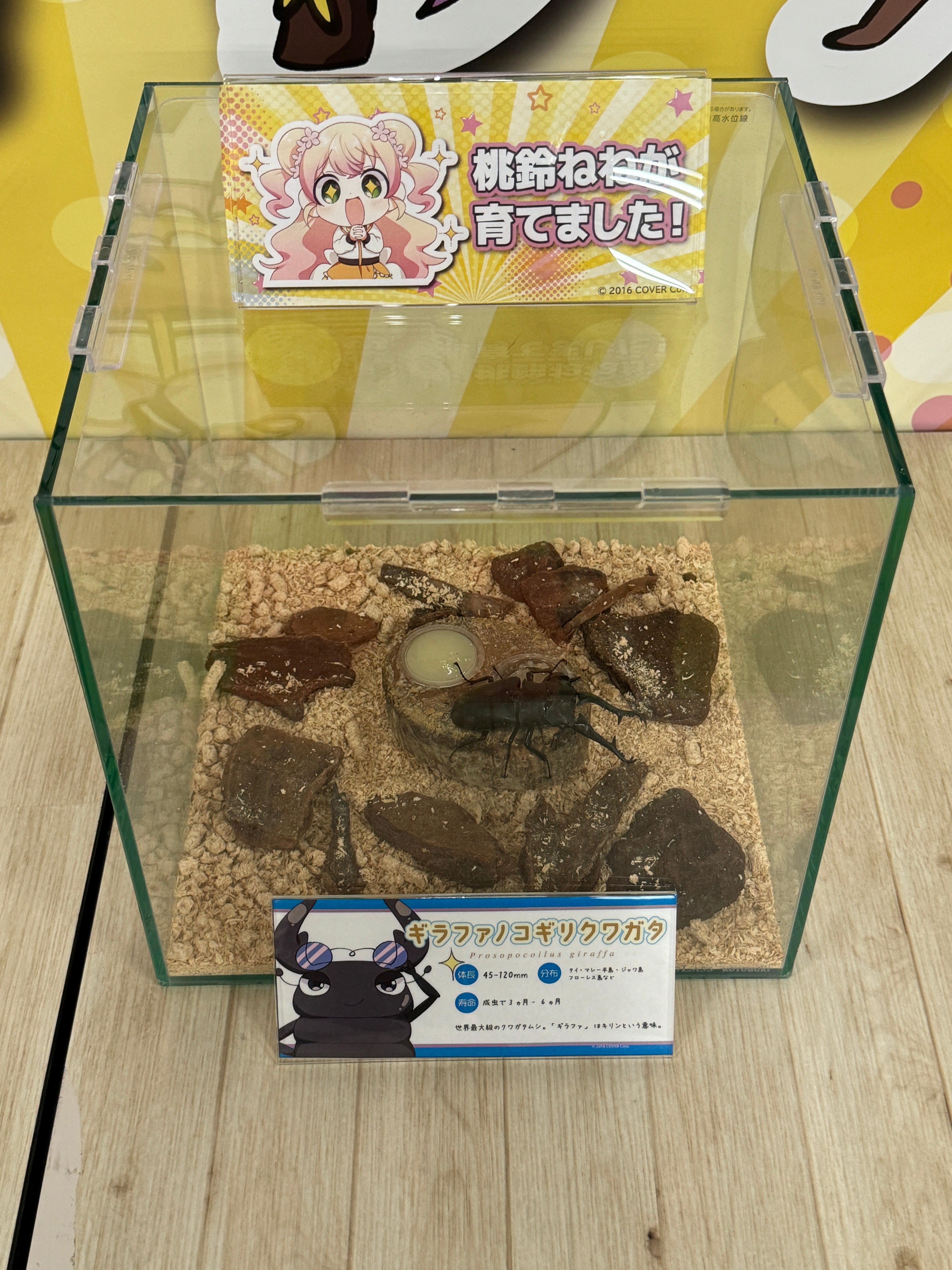 カブト・クワガタ ふれあいの森 in お台場 2024」『ねねちの