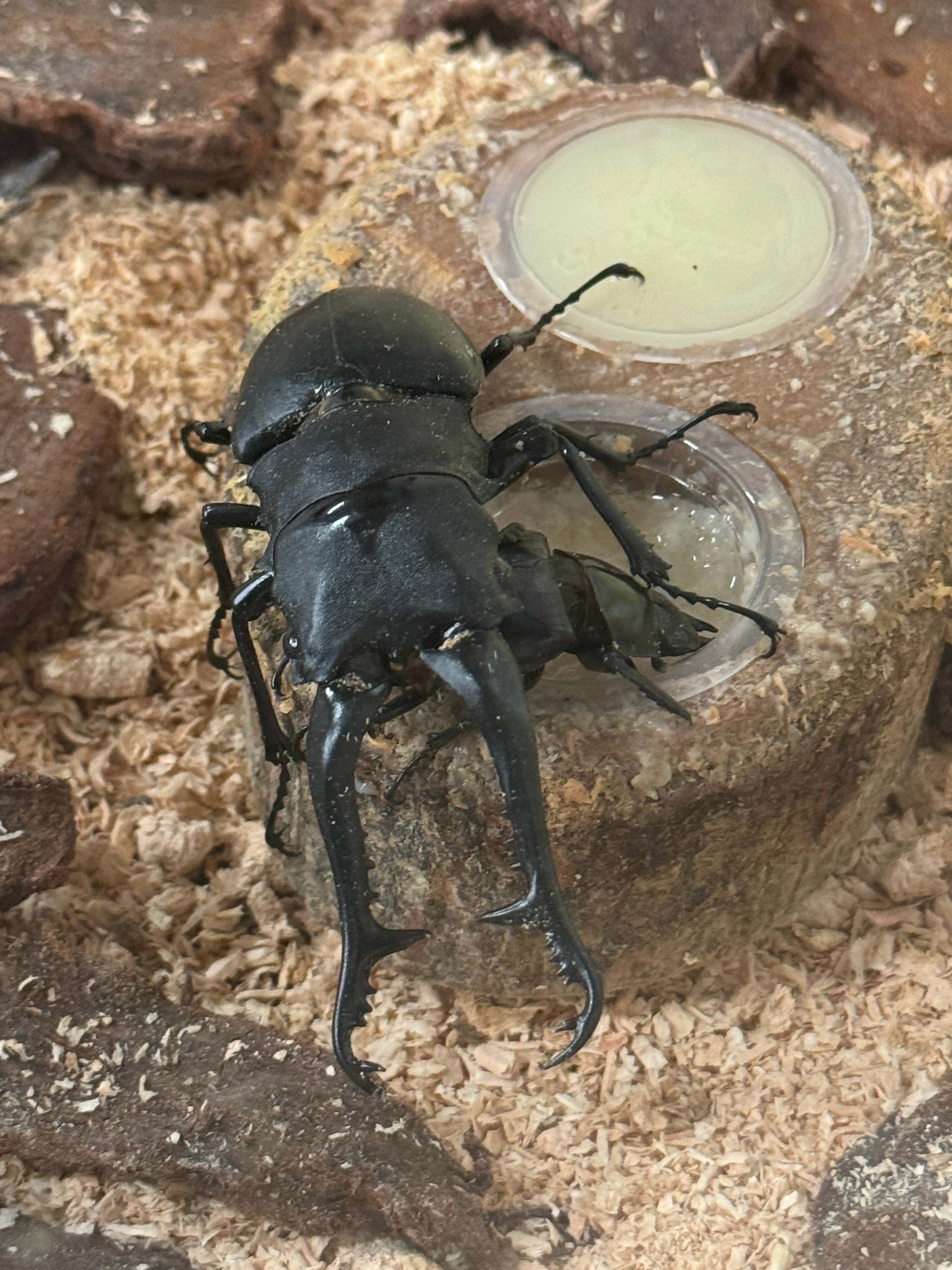 カブト・クワガタ ふれあいの森 in お台場 2024」『ねねちのギラギラ
