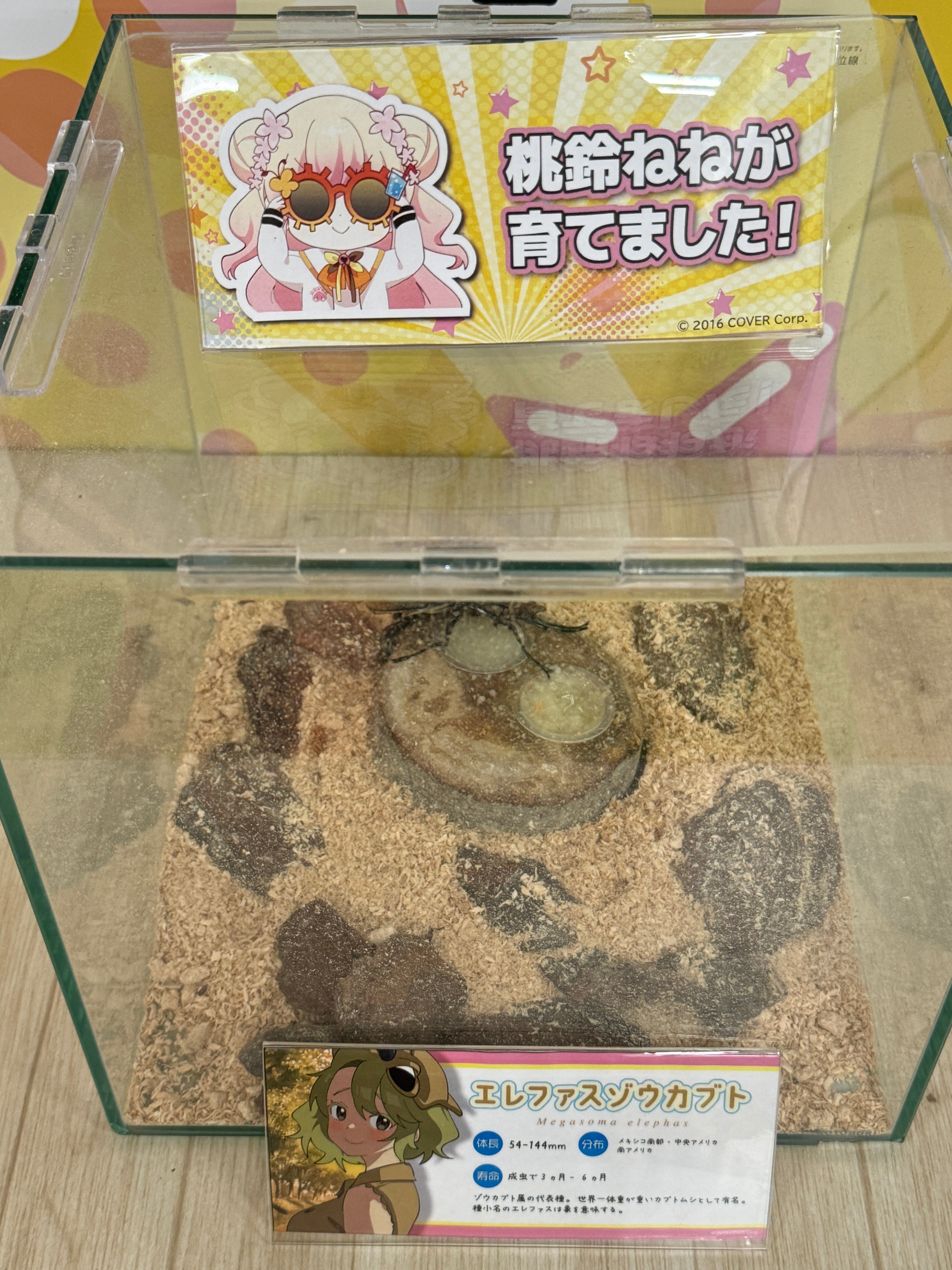桃鈴ねね × 昆虫展 in ふれあいの森 缶バッチ コンプリートセット ホロライブ 桃鈴ねね × 昆虫展 in ふれあいの森 缶バッチ