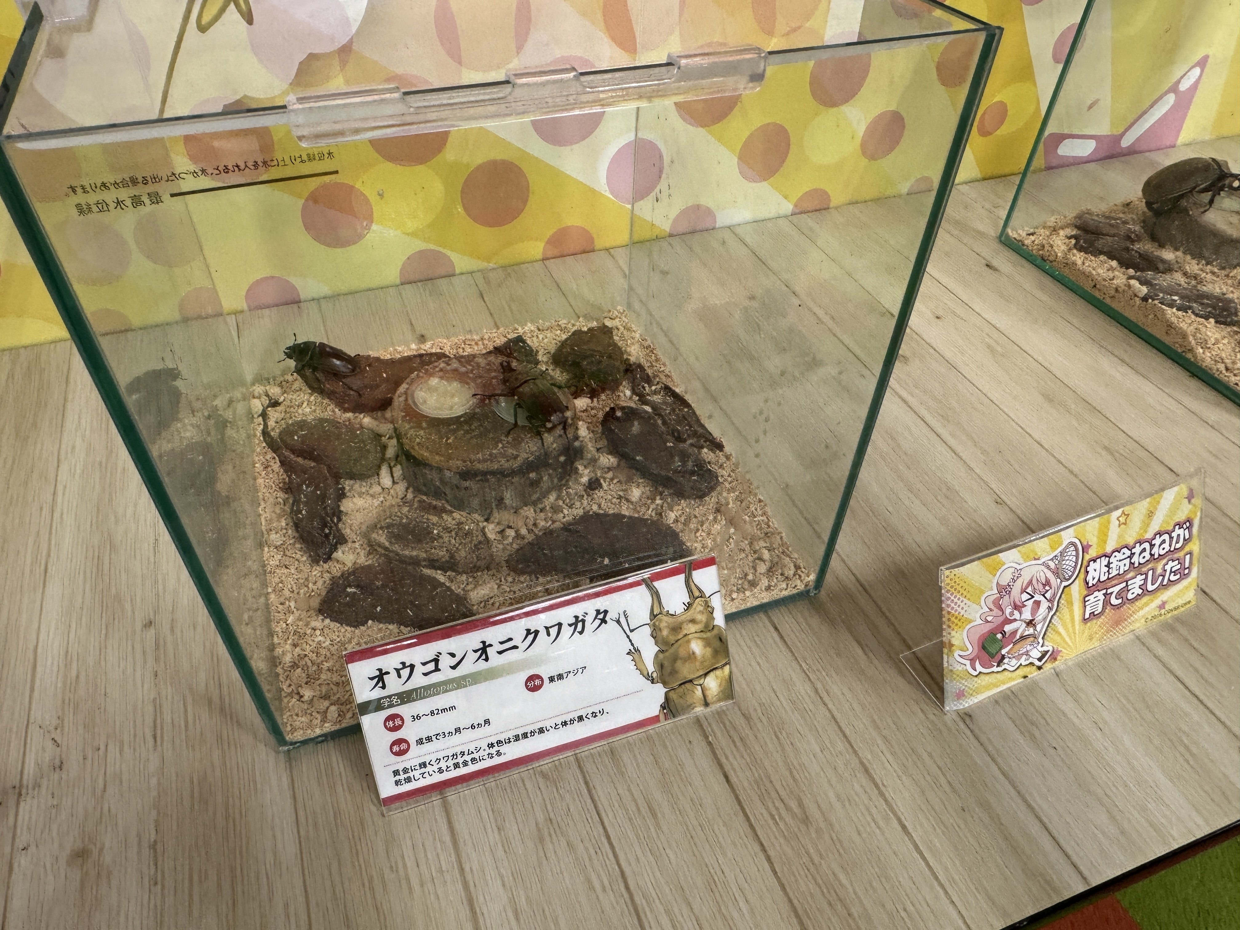 桃鈴ねね × 昆虫展 in ふれあいの森 缶バッチ コンプリートセット Amazon.co.jp: ホロ ライブ 桃鈴ねね 缶バッジ 昆虫展inふれあい