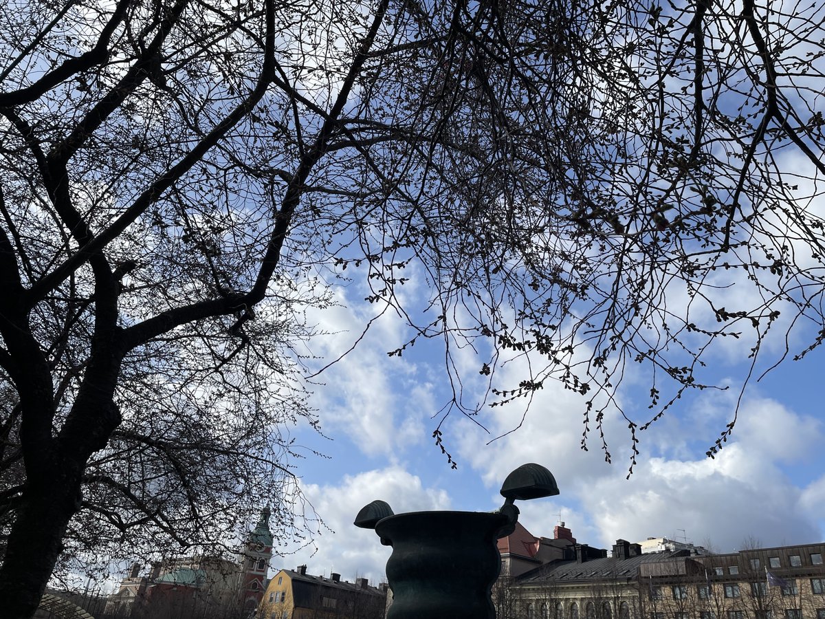 まだ蕾の桜の木と青空