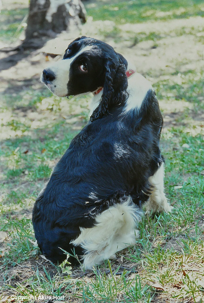 レノックス(スパニエル犬) Jewelled Springer Spaniels レノックス(スパニエル犬) Jewelled Springer Spaniels 【公式通販】
