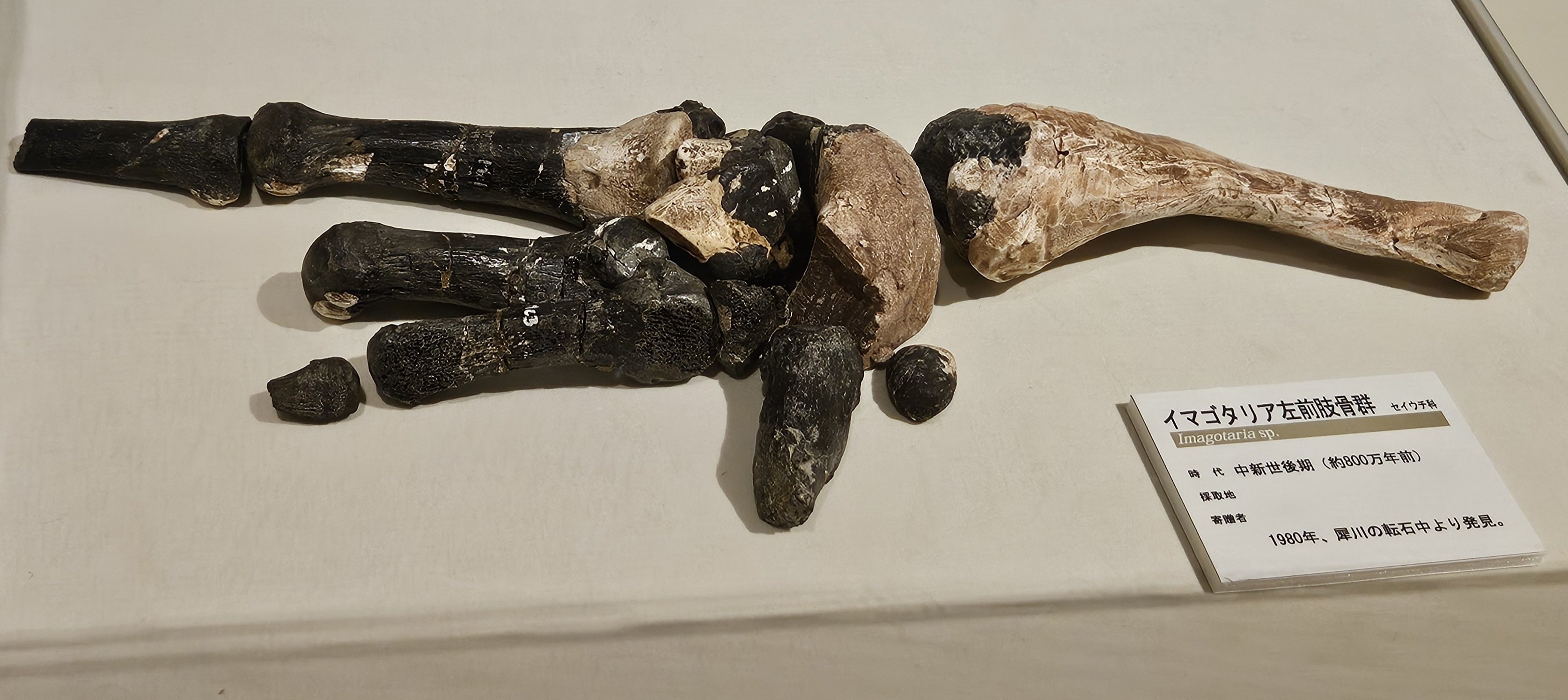 The Lost Universe 古代の巨大鰭脚類④巨大セイウチ｜美原さつき