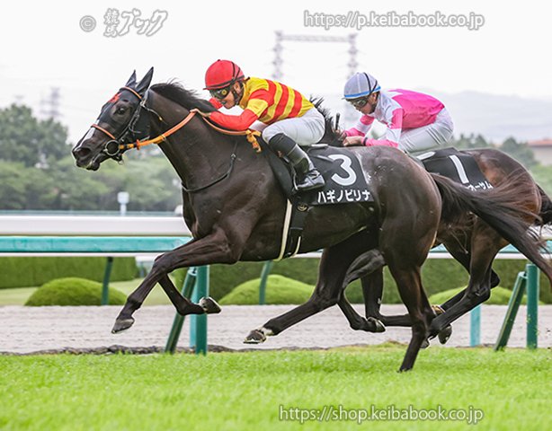 キズナ　馬の毛　たてがみ キズナ産駒に学ぶ世界の「キズナ」｜競馬ブック