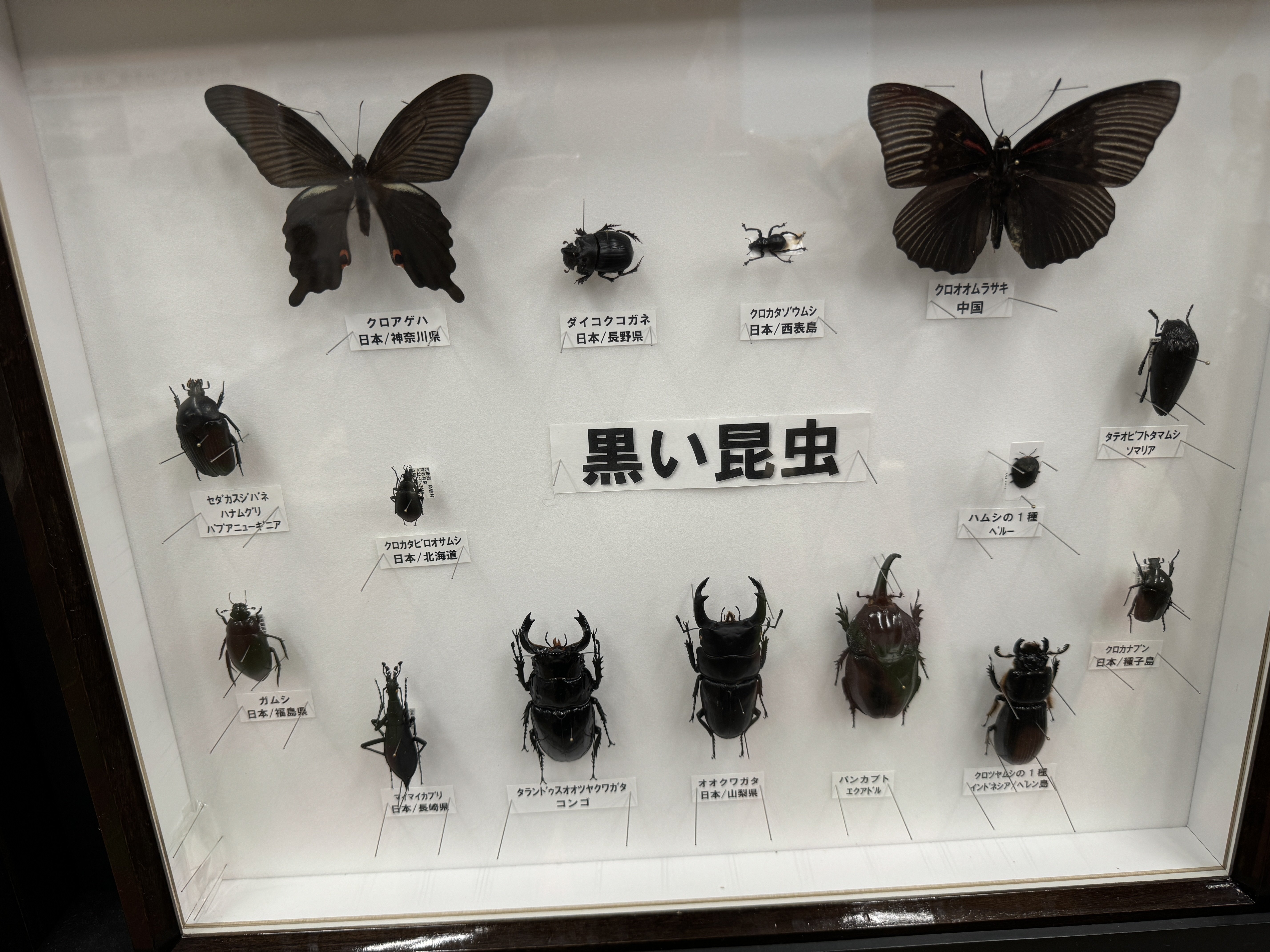 カブト・クワガタ ふれあいの森 in お台場 2024」『ねねちの