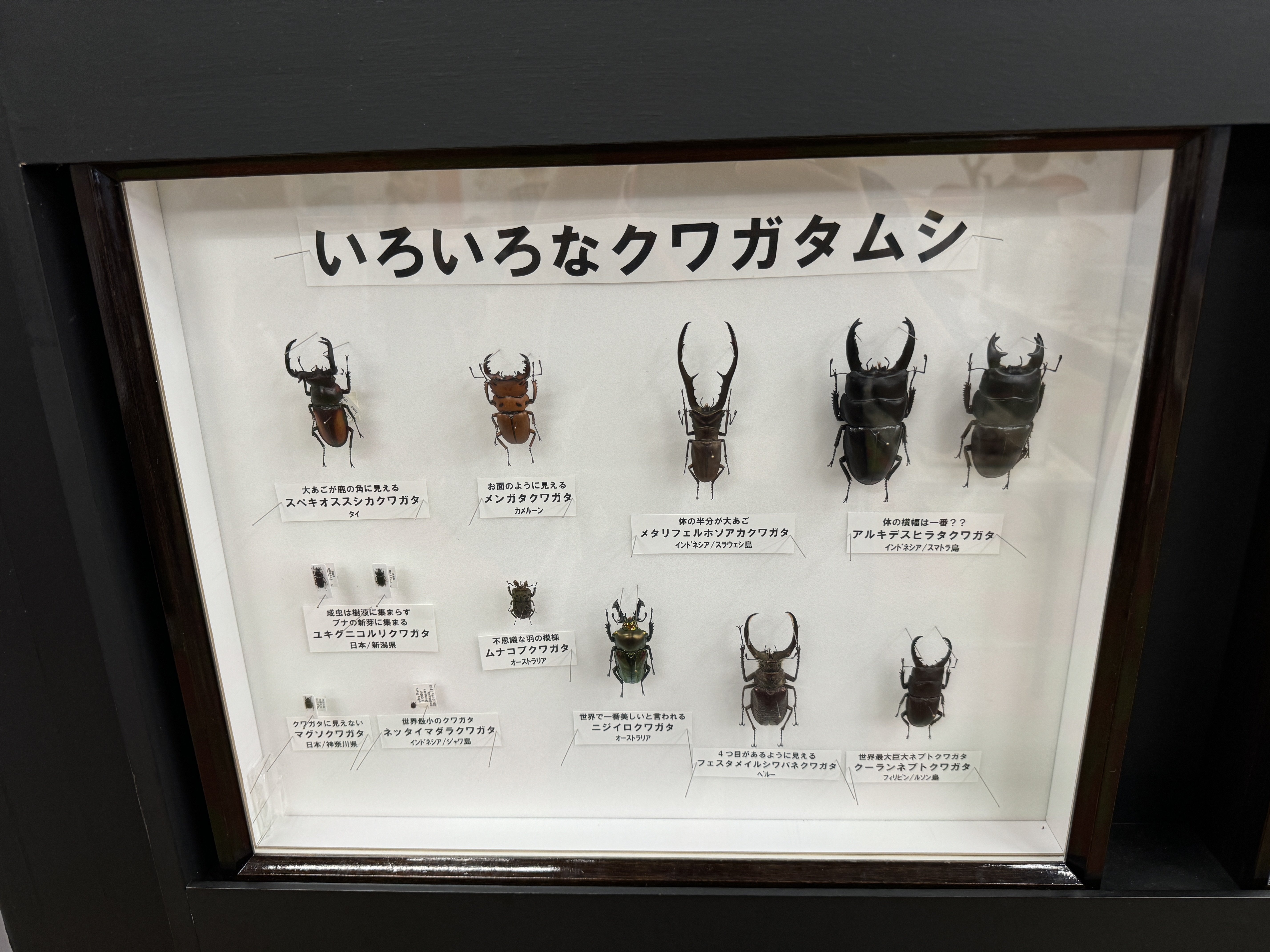カブト・クワガタ ふれあいの森 in お台場 2024」『ねねちの
