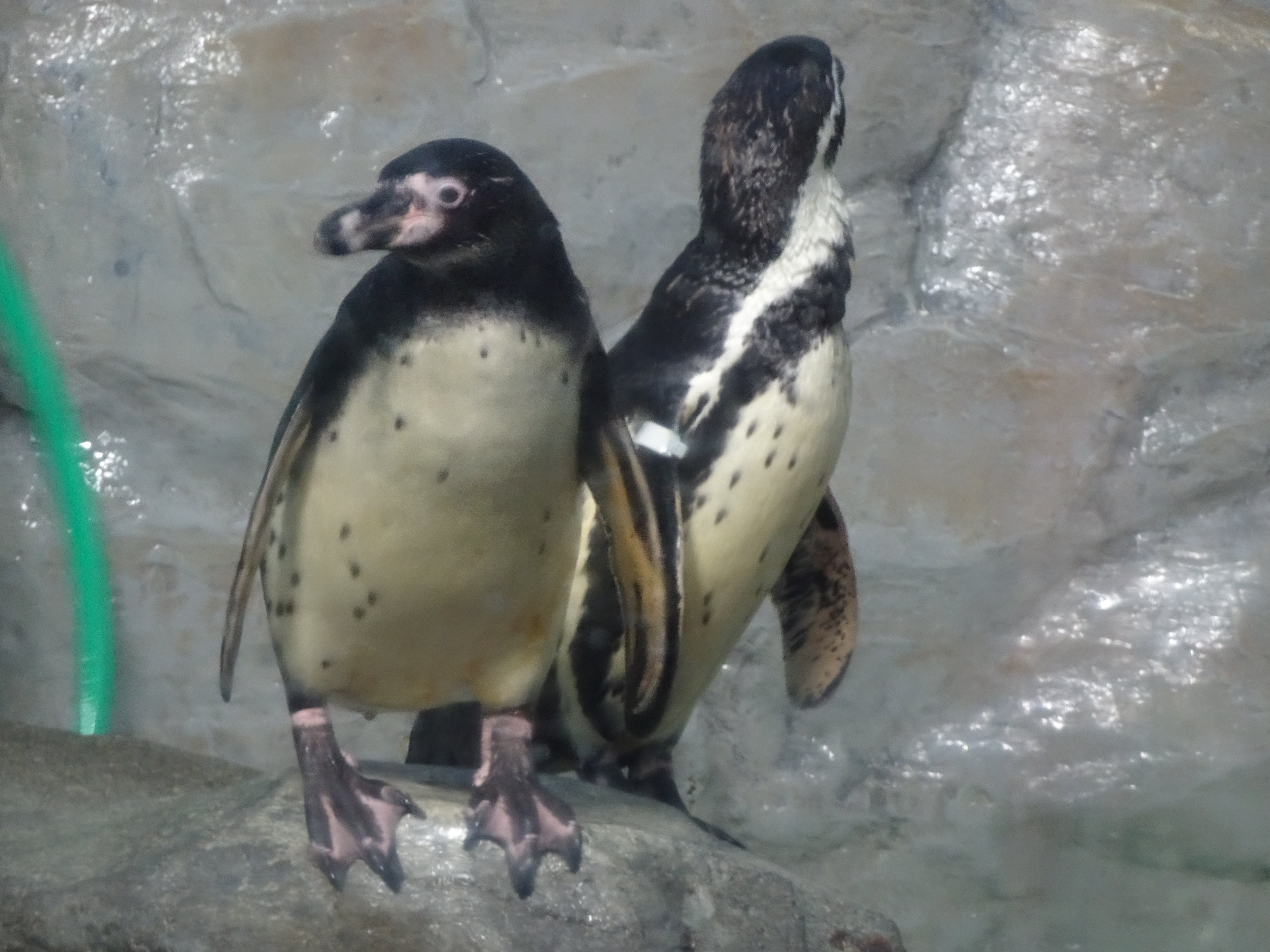 フンボルトペンギンのこどもたちの記録（新江ノ島水族館）2023