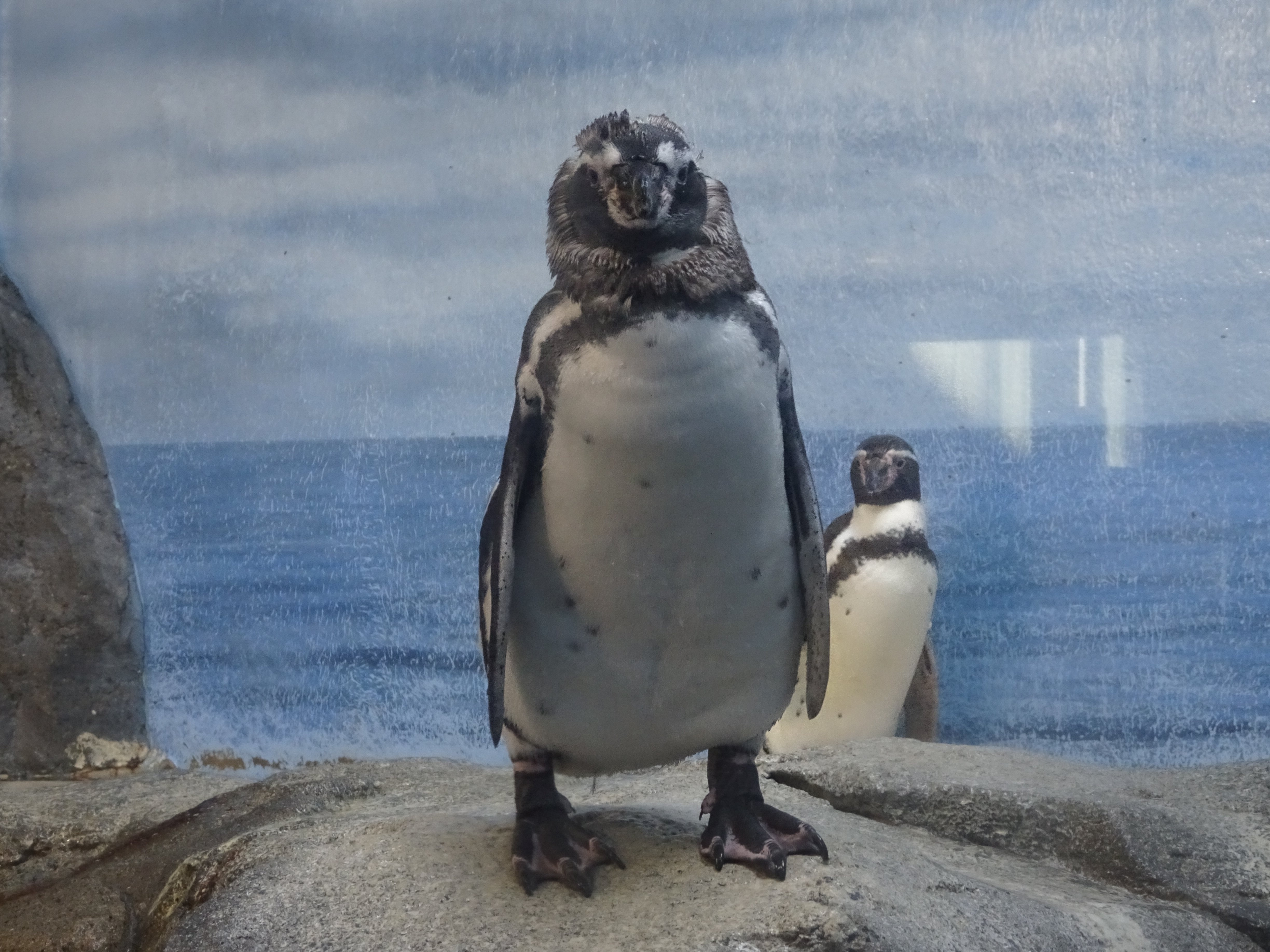 フンボルトペンギンのこどもたちの記録(新江ノ島水族館)2023 フンボルトペンギンのこどもたちの記録(新江ノ島水族館)2023