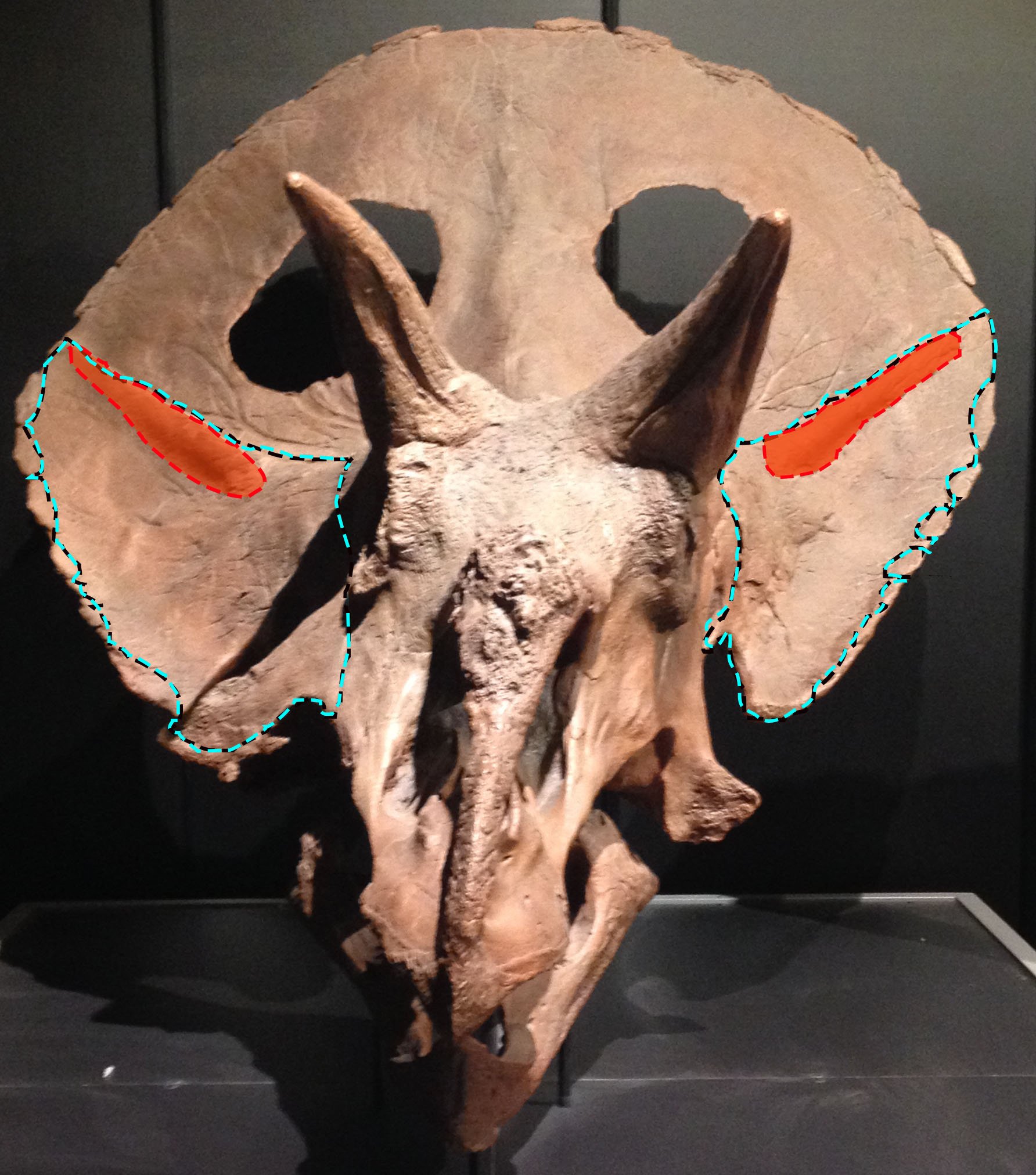 恐竜をもっと知りたい方向け】トリケラトプスのご近所さん！｜トロ