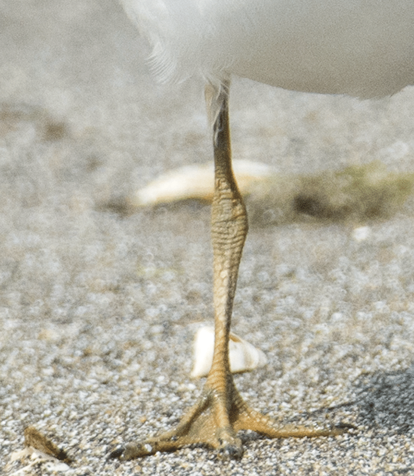 オオミズナギドリの剥製 オナガミズナギドリ