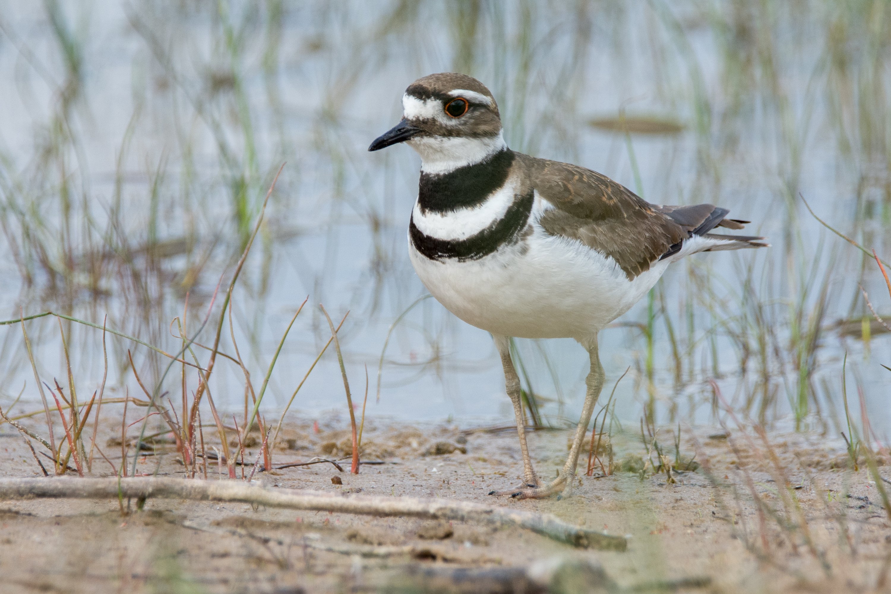 シカゴでバードウォッチング！】 Semipalmated Plover ｜ローリー