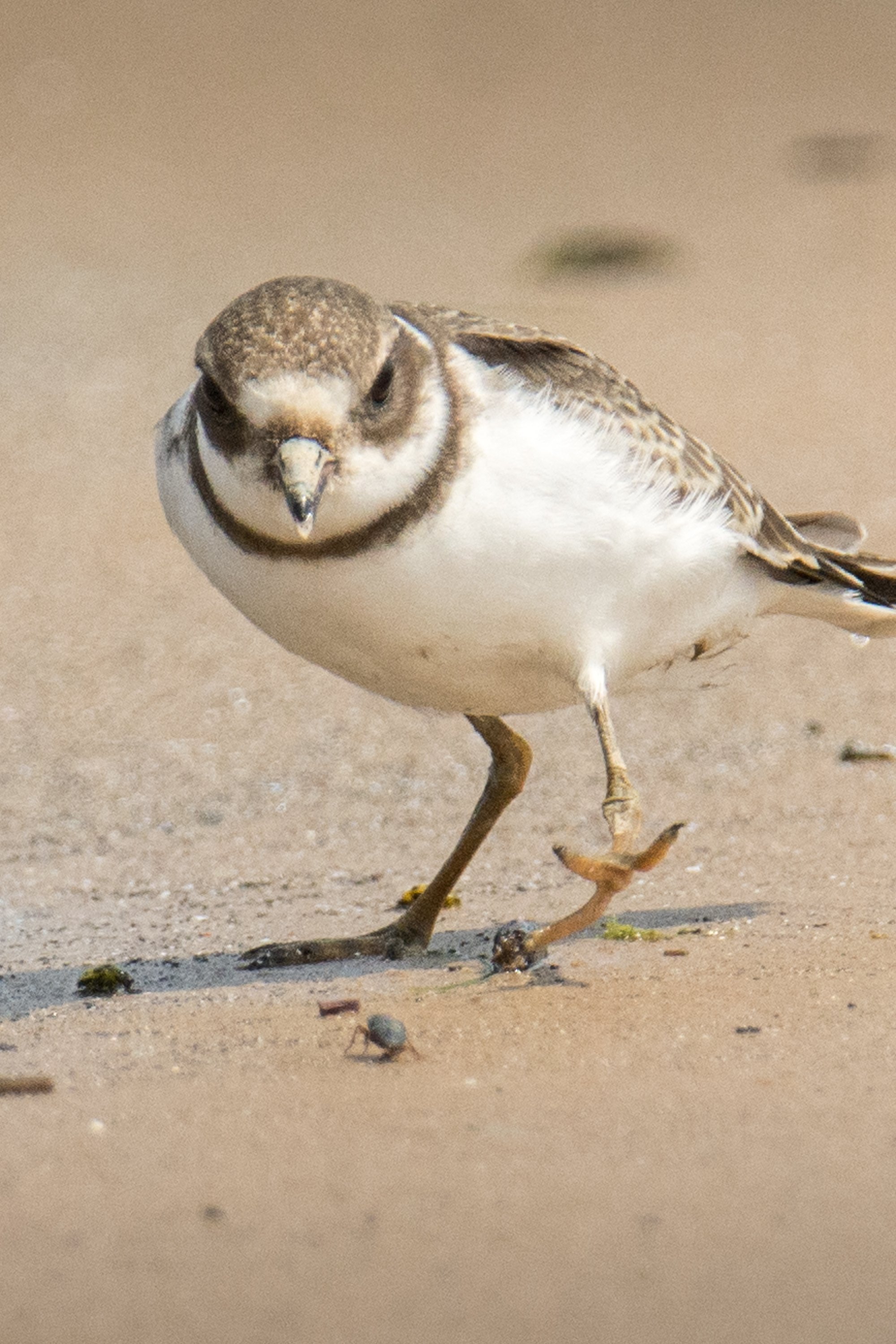 オオミズナギドリの剥製 オナガミズナギドリ