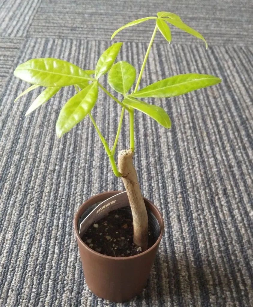 あなたの家のパキラは大丈夫!?実は、奥深いパキラの秘密!|観葉植物研究室