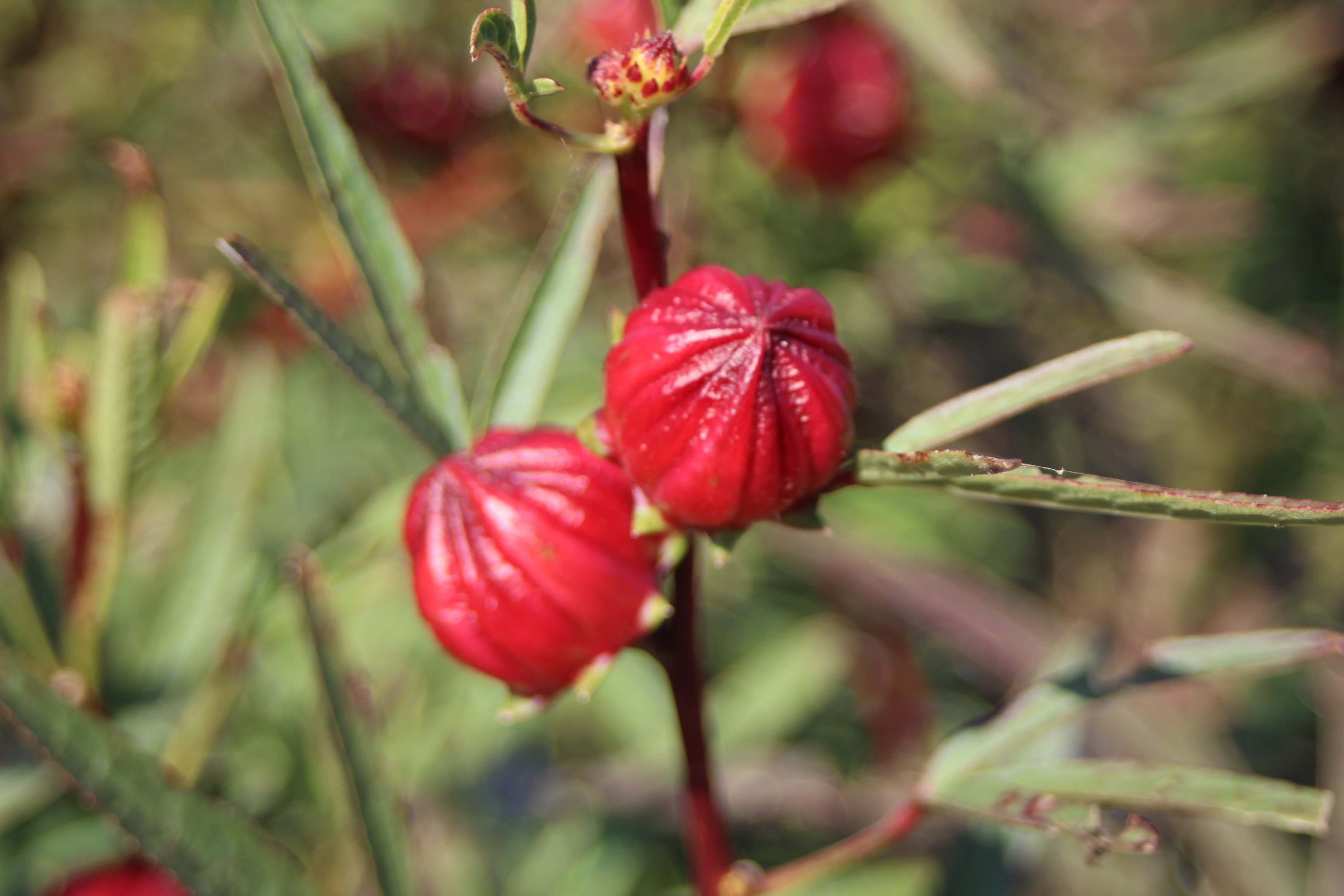 ローゼルの葉っぱ☘️現在植物たかはら 今年6種類植えたローゼルのうち、5種類目が開花。今年新たに導入した2