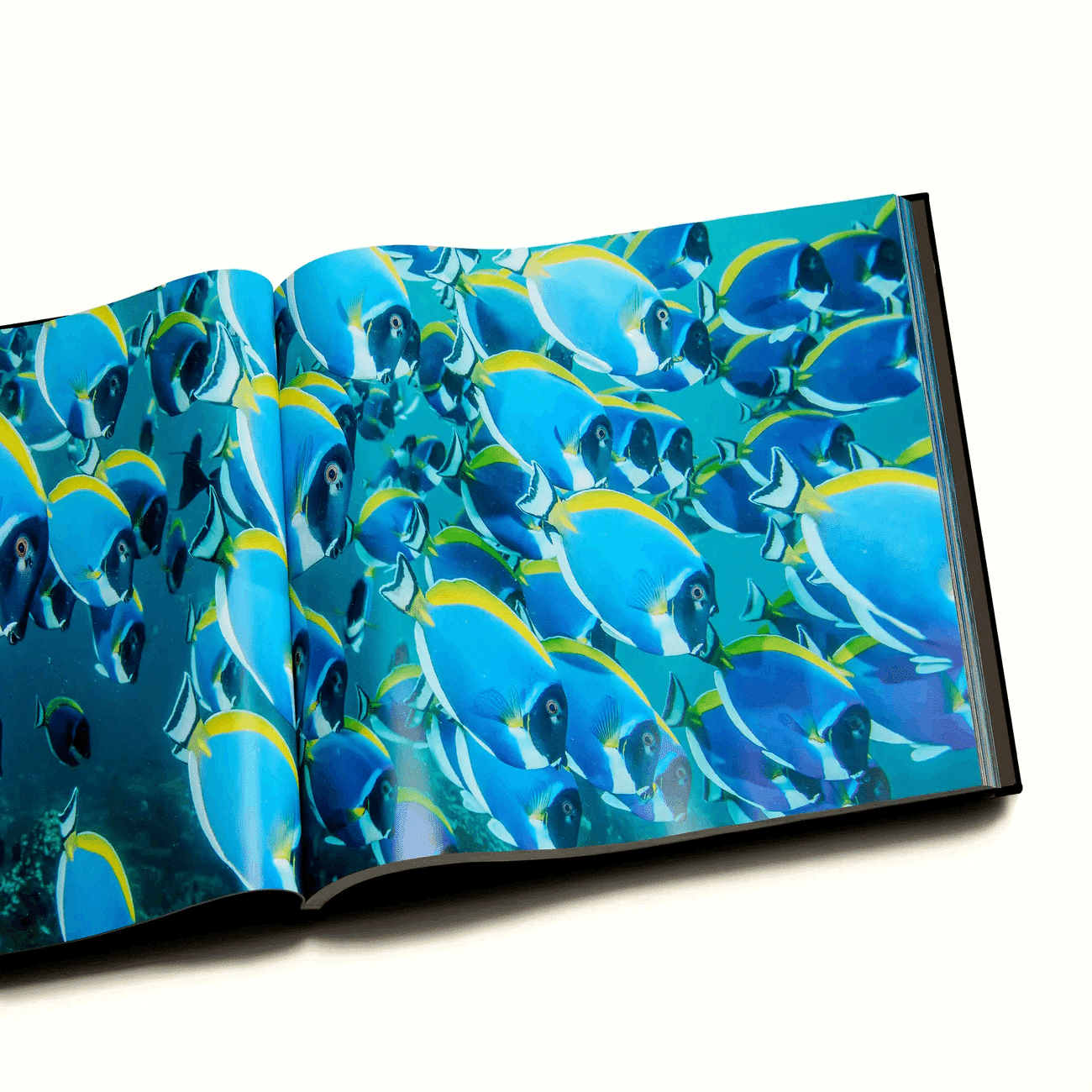 見開き約1メートル40センチ！ 水中写真家・古見きゅうの超大型写真集