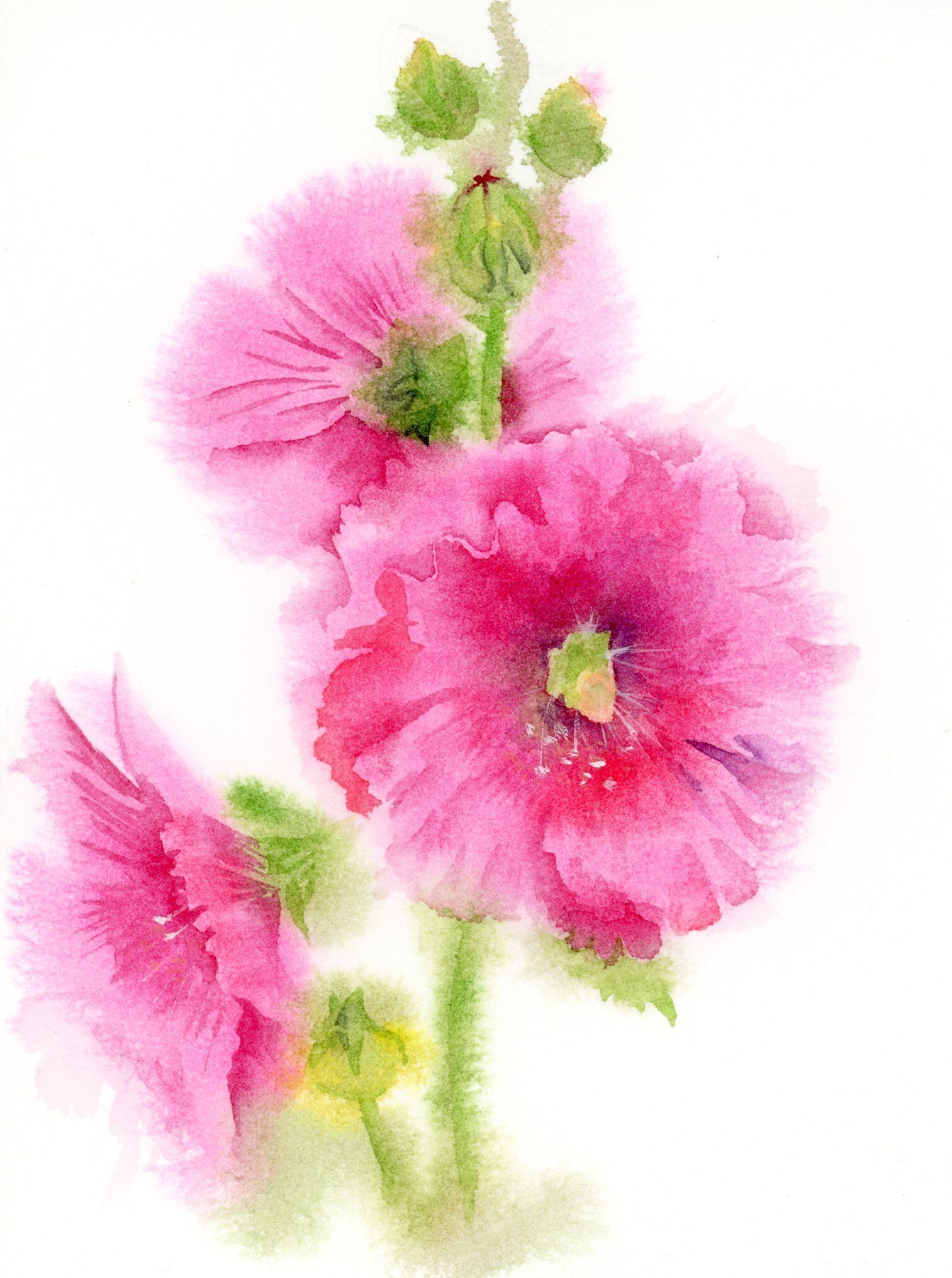 タチアオイ｜キミドリ