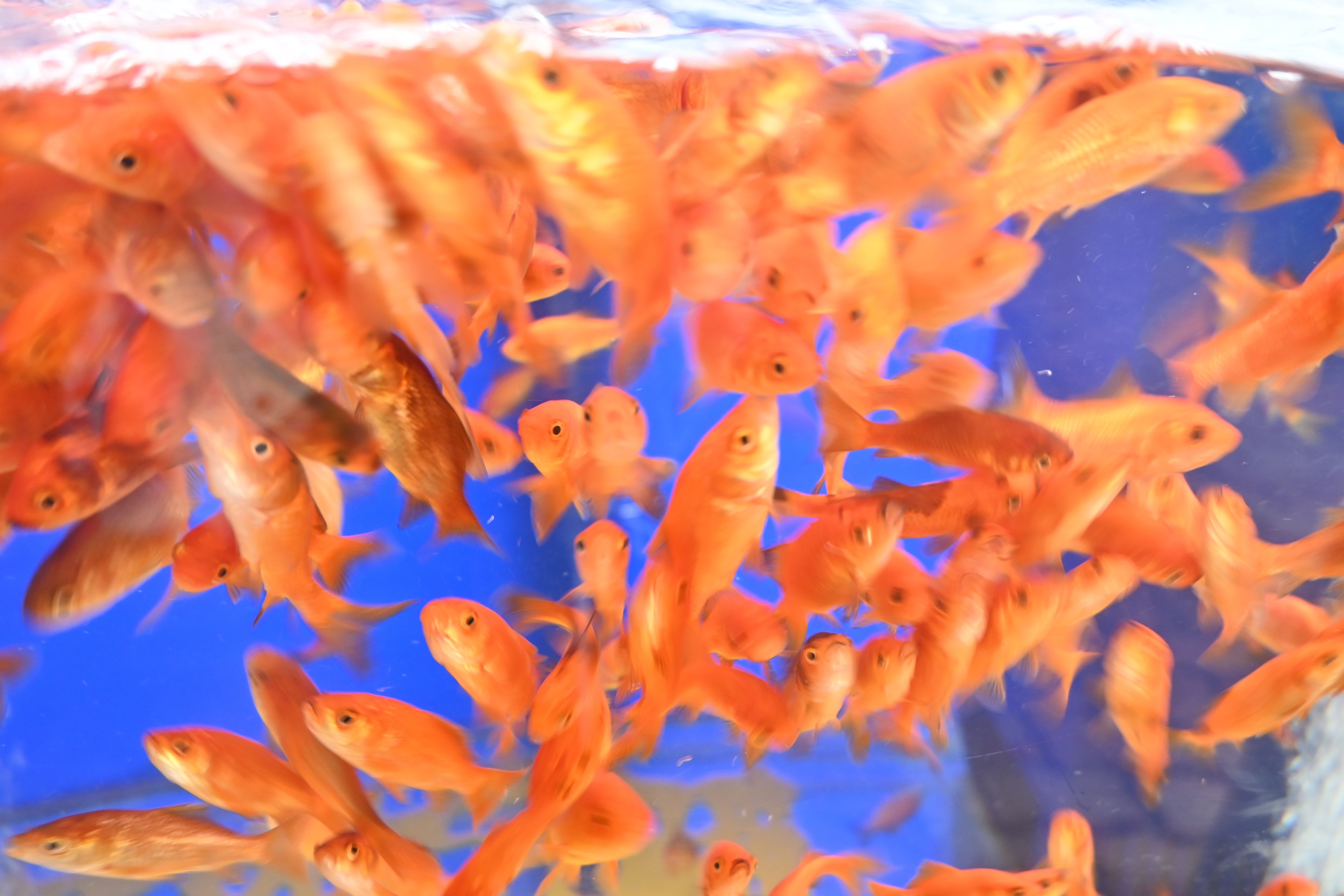 歩き遍路の記録_33【桂浜水族館の巻】｜またろう