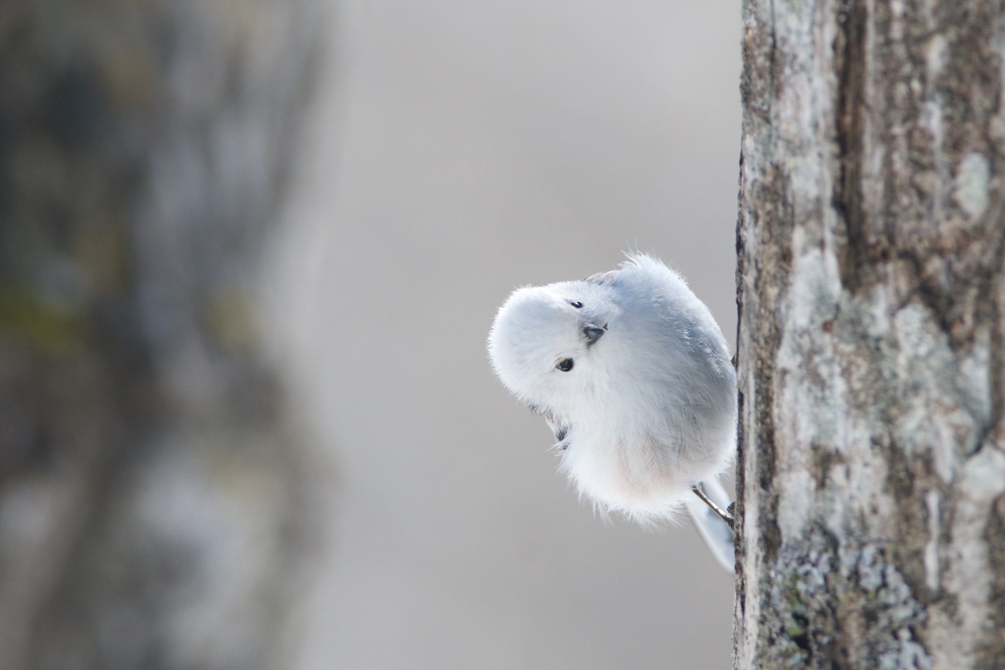 シマエナガ】ふわふわ小鳥たちがいっぱい！2025年「とりモフ
