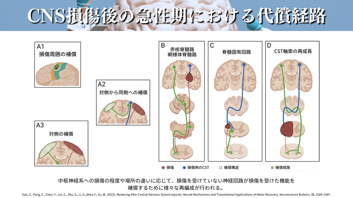 神経可塑性とリハビリテーション：中枢神経損傷後の運動回復
