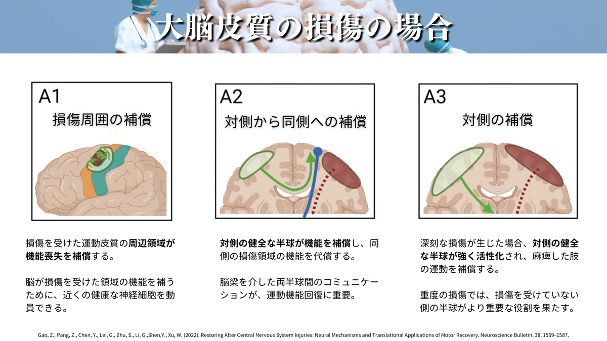 神経可塑性とリハビリテーション：中枢神経損傷後の運動回復