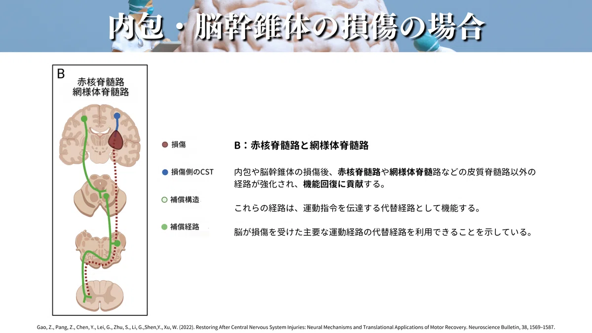 神経可塑性とリハビリテーション：中枢神経損傷後の運動回復メカニズム
