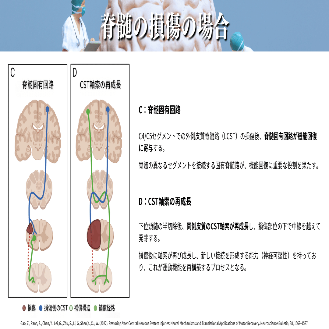 神経可塑性とリハビリテーション：中枢神経損傷後の運動回復メカニズム