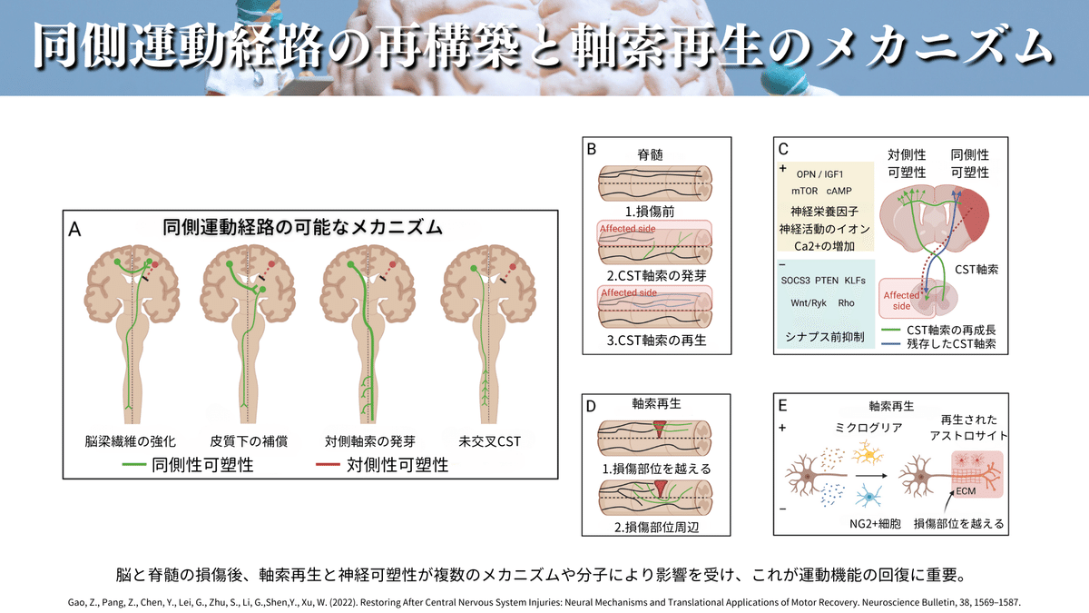 神経科学の最前線とリハビリテーション―脳の可塑性と運動 神経科学の最前線とリハビリテーション―脳の可塑性と運動 | 里宇