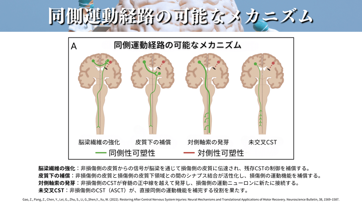 脳損傷後の機能回復: 治療・訓練の理論的根拠 脳損傷後の機能回復 : 治療・訓練の理論的根拠 - メルカリ