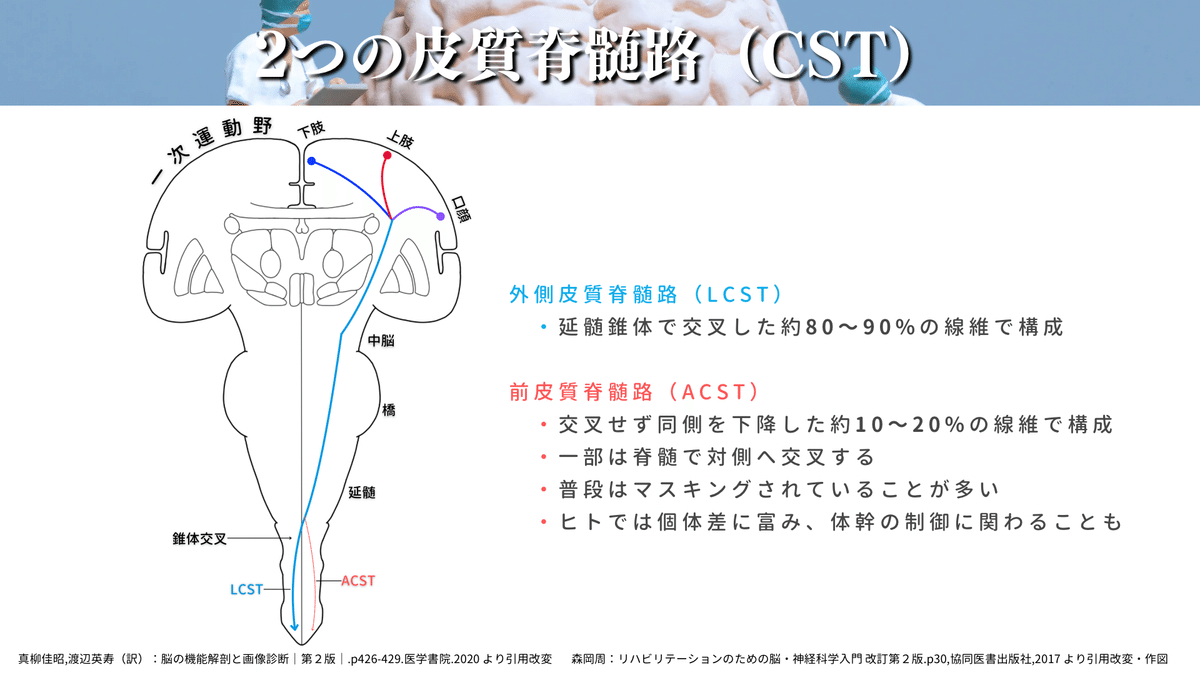 神経可塑性とリハビリテーション：中枢神経損傷後の運動回復
