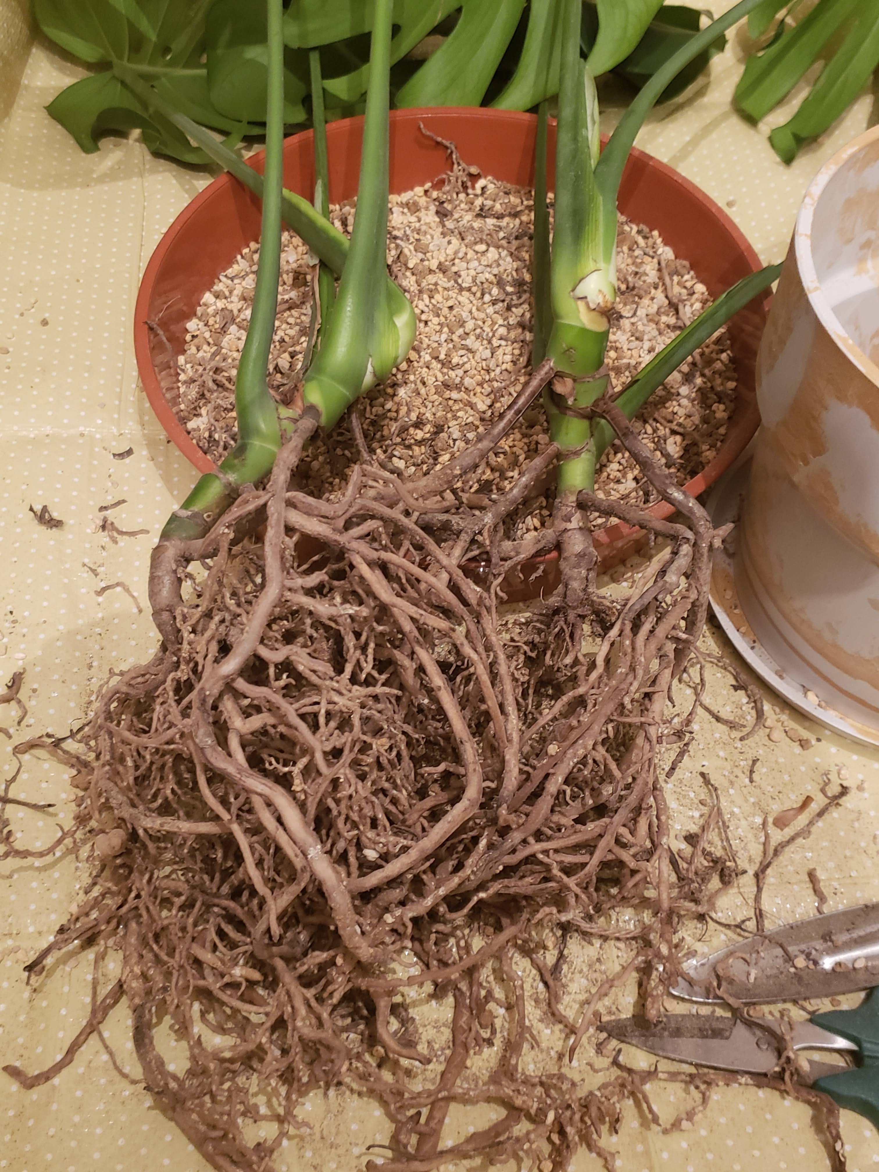 モンステラ 大型 | 観葉植物通販HitoHana(ひとはな)