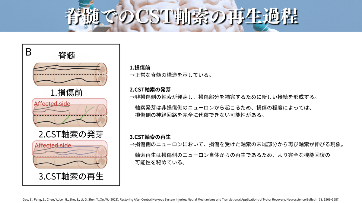 神経可塑性とリハビリテーション：中枢神経損傷後の運動回復