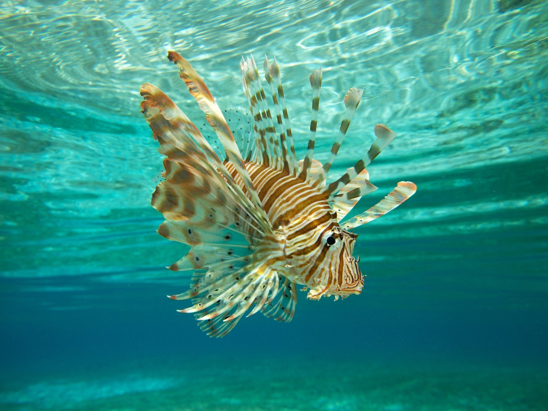 魚の中で・・・｢ハナミノカサゴ｣が一番好きな話。｜ロー