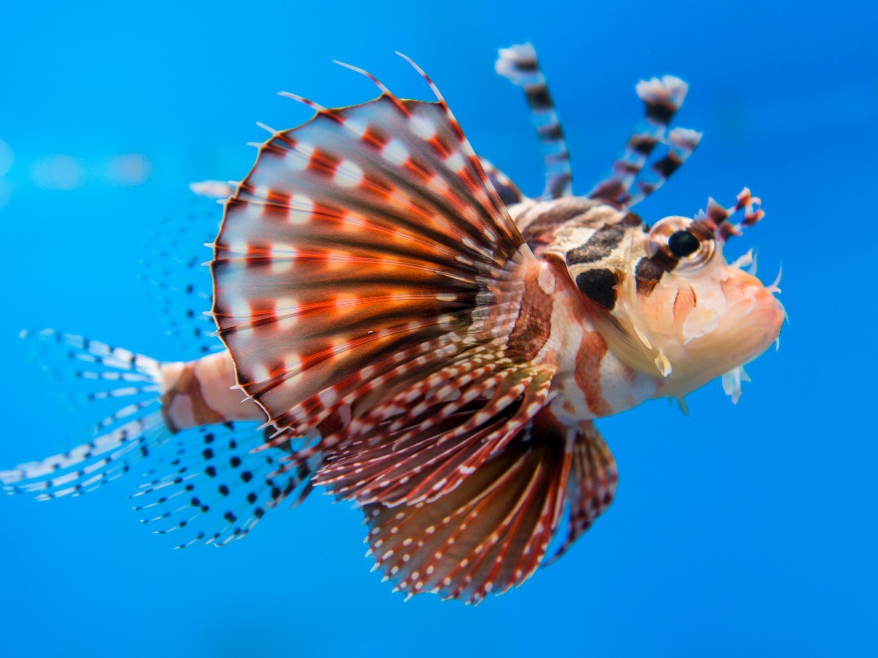 魚の中で・・・｢ハナミノカサゴ｣が一番好きな話。｜ロー