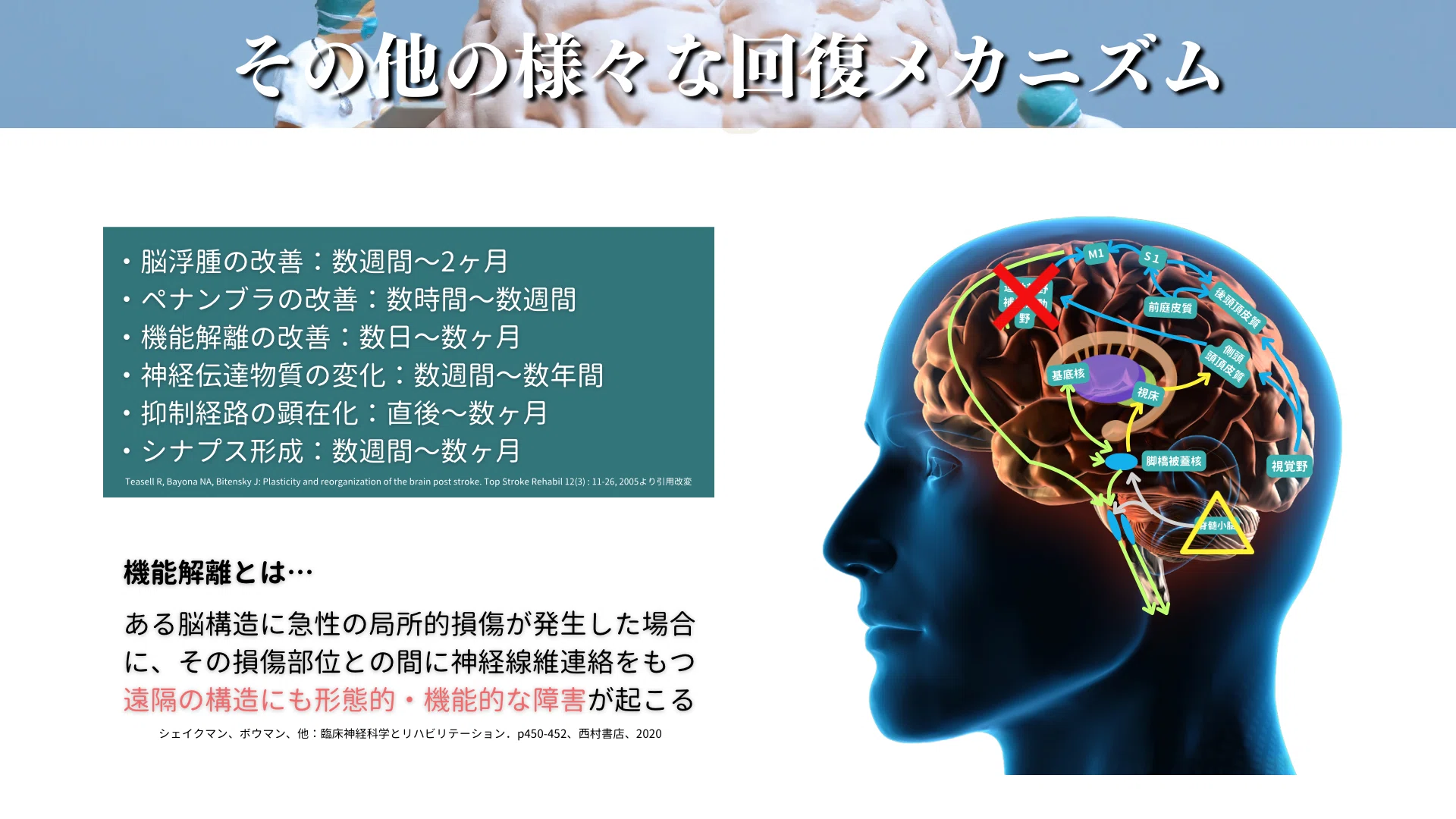 神経可塑性とリハビリテーション：中枢神経損傷後の運動回復メカニズム