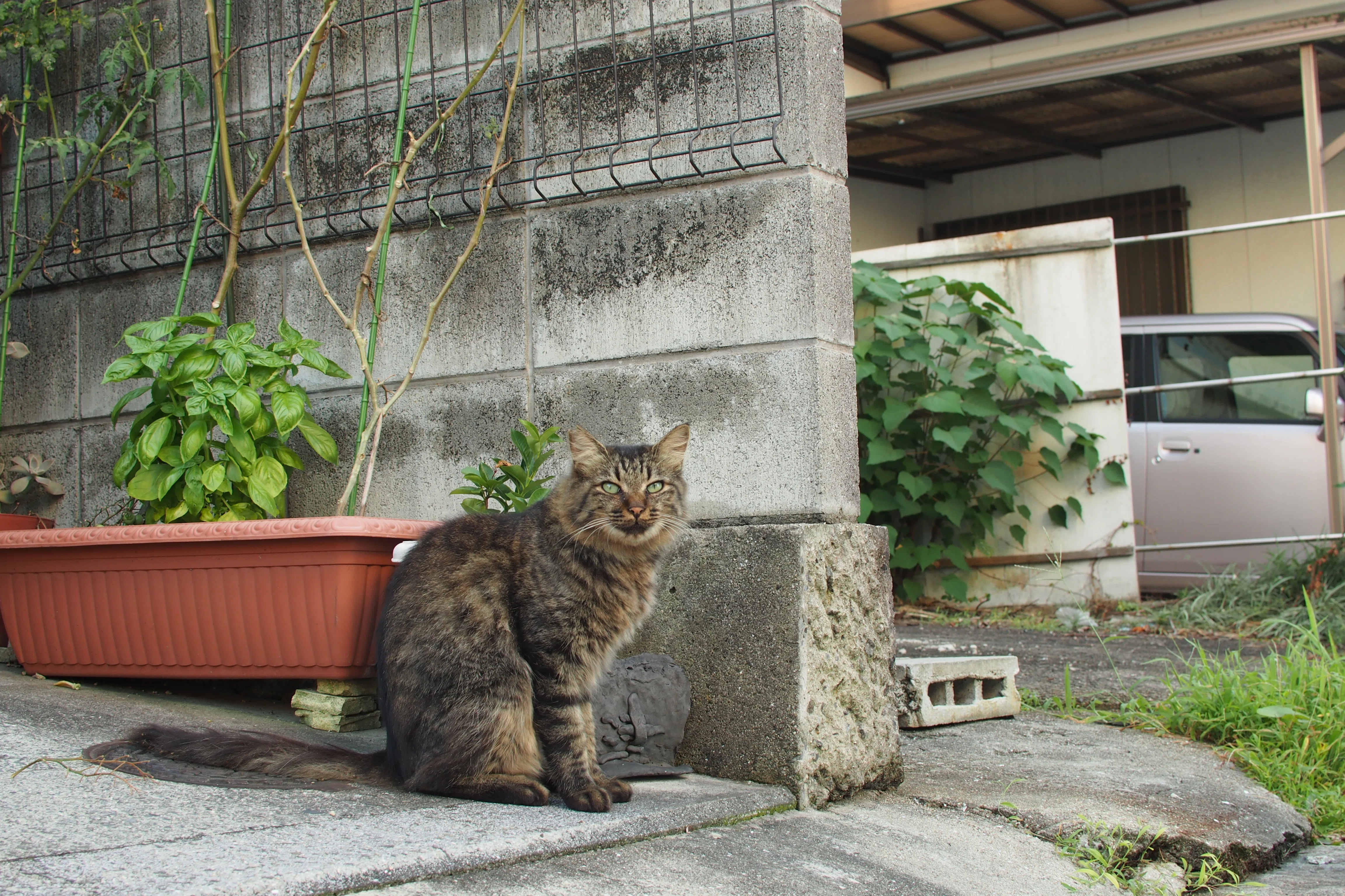 レンズ沼あれこれ：OLYMPUS ZUIKO DIGITAL 25mm F2.8｜ひっくすK