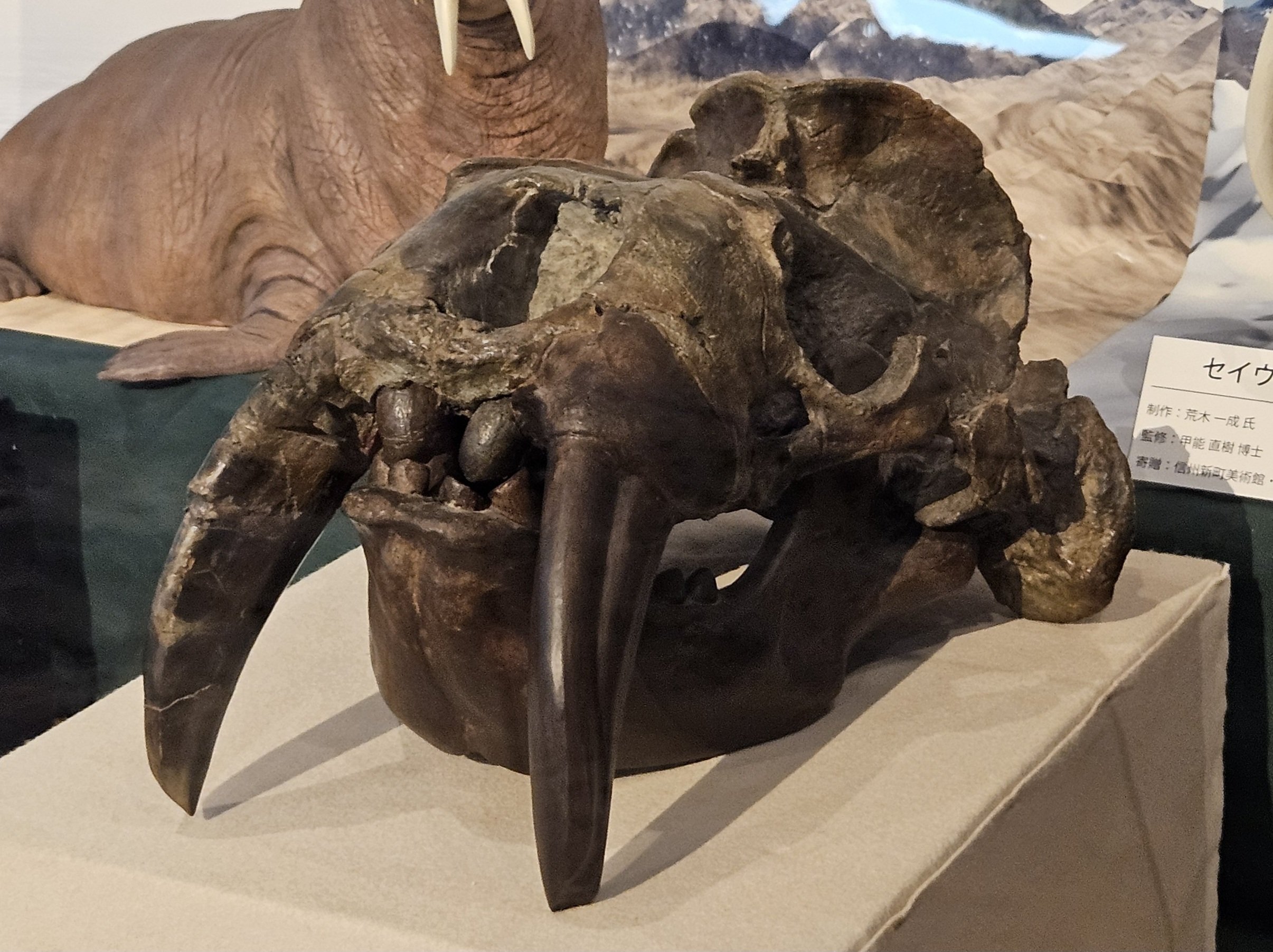 【希少品】セイウチ牙 2本 ☆セイウチ 家具・インテリア 【希少品】セイウチ牙 2本